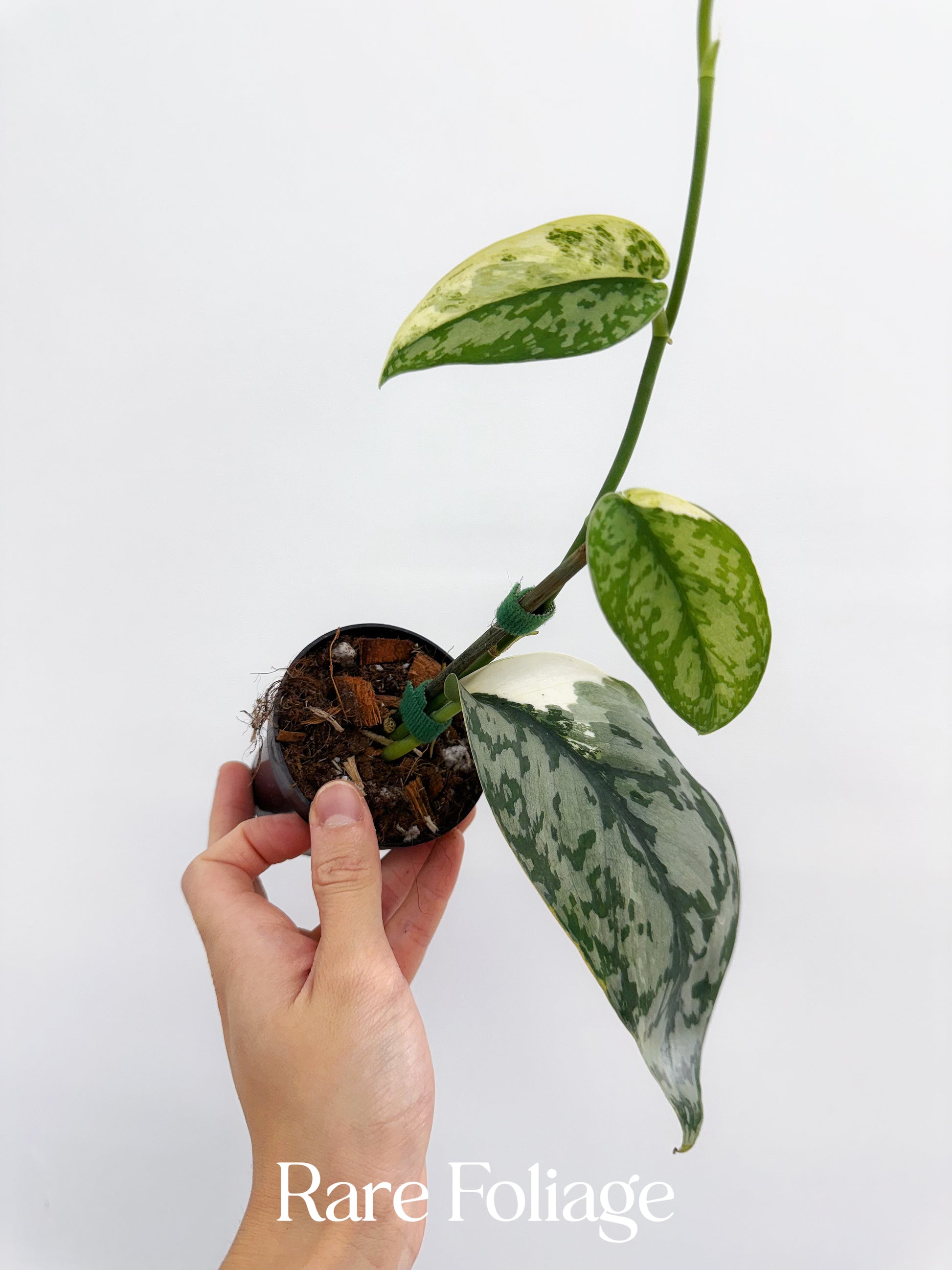 Scindapsus Lakambini 3” – Rare Foliage Plant Co Scindapsus Lakambini 3” – Rare Foliage Plant Co