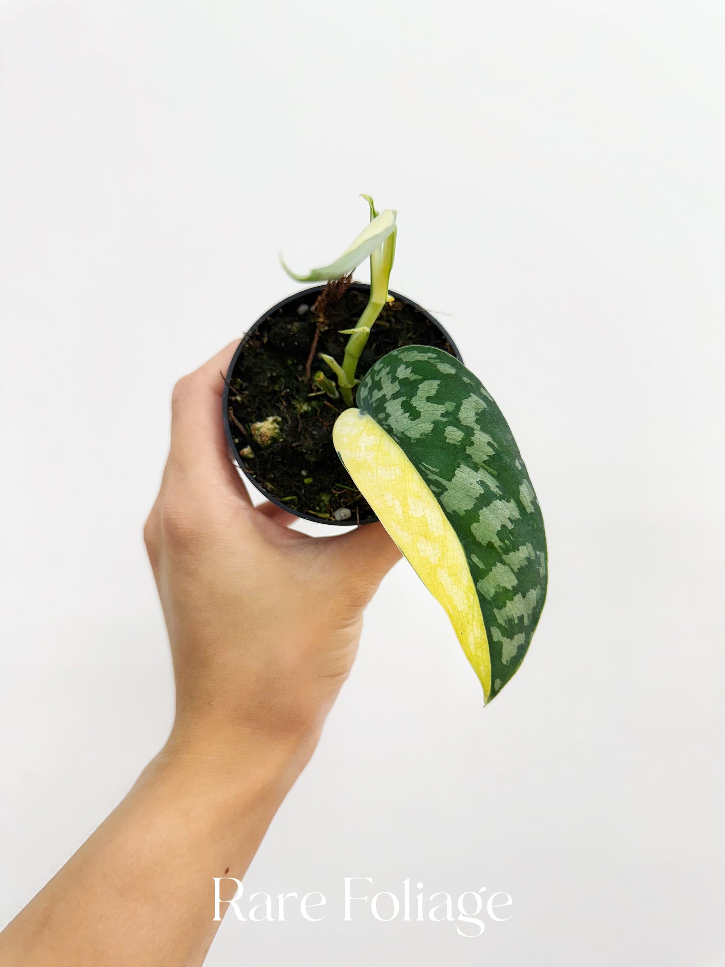 Scindapsus Maharlika Variegated 3”