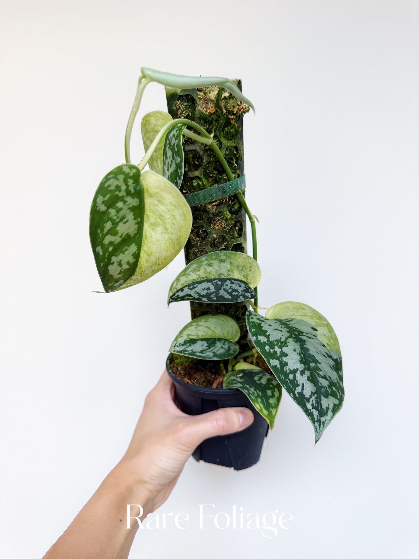 Scindapsus Maharlika Variegated 4”