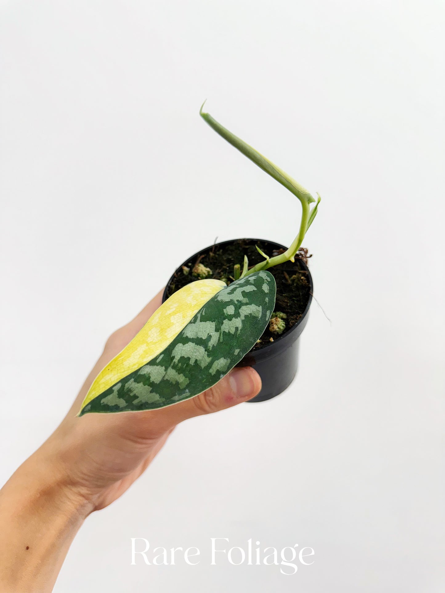 Scindapsus Maharlika Variegated 3”