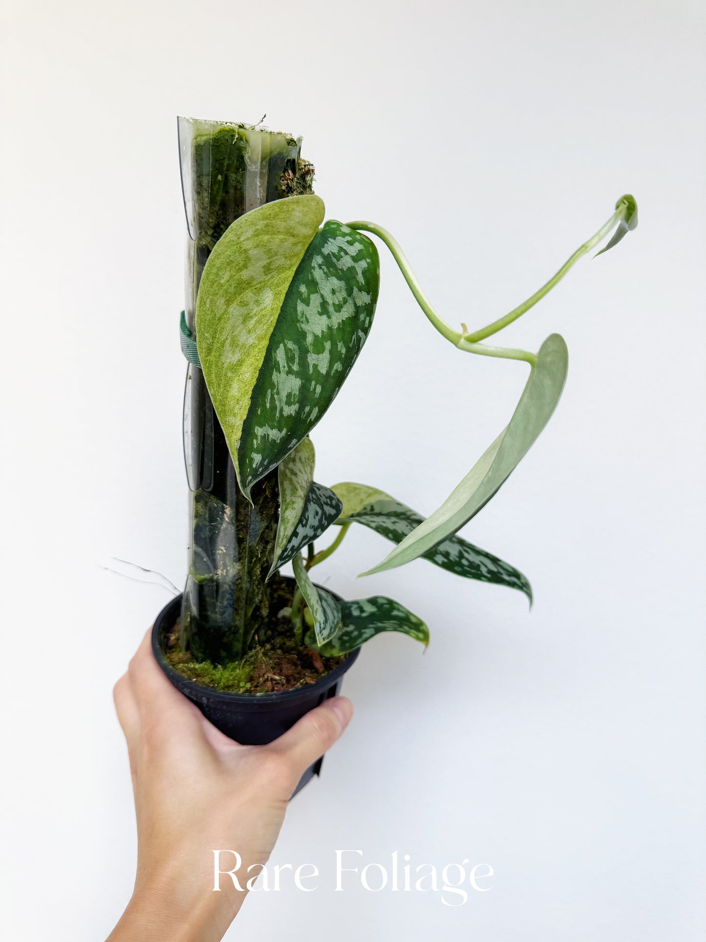 Scindapsus Maharlika Variegated 4”
