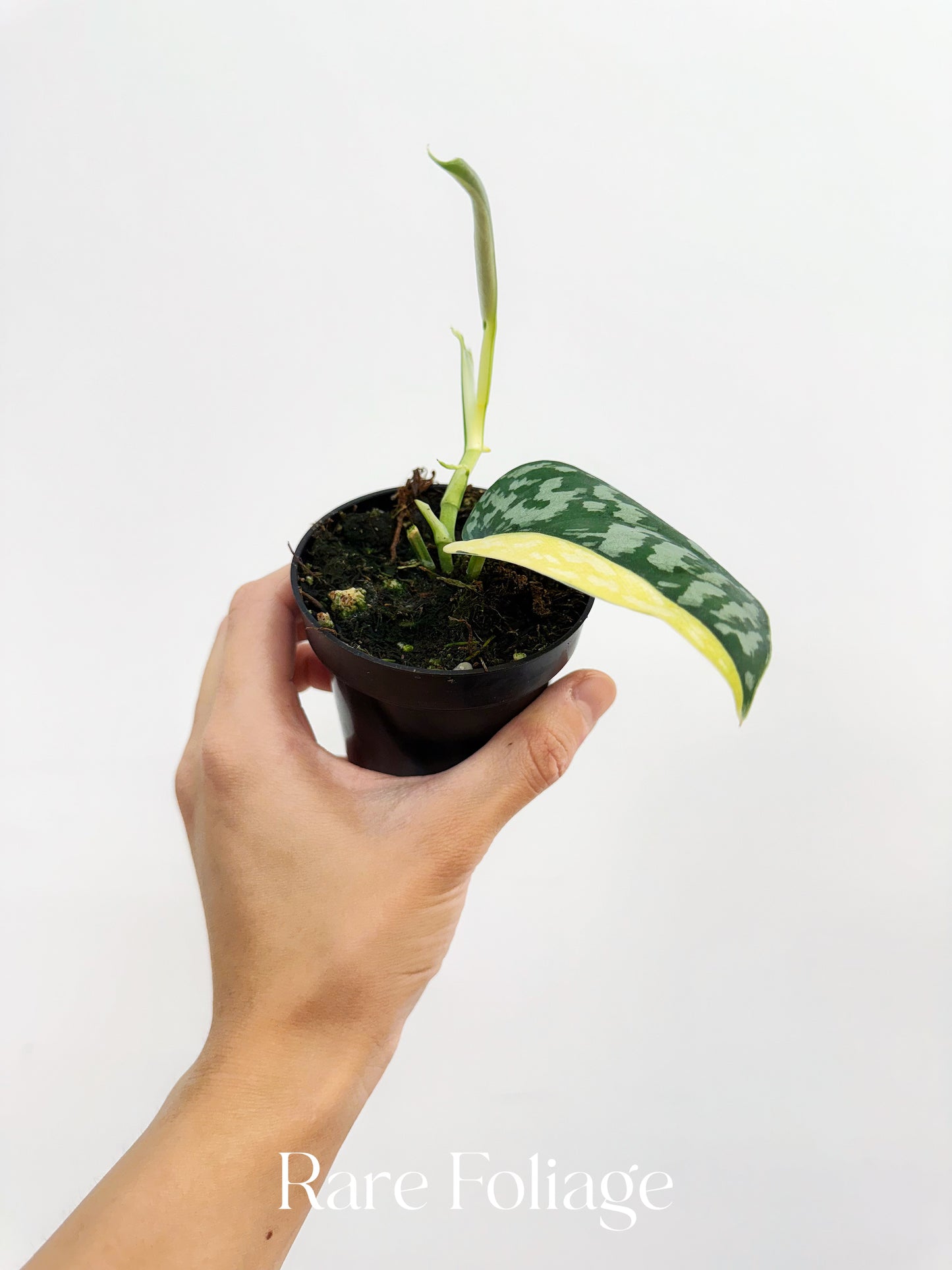 Scindapsus Maharlika Variegated 3”
