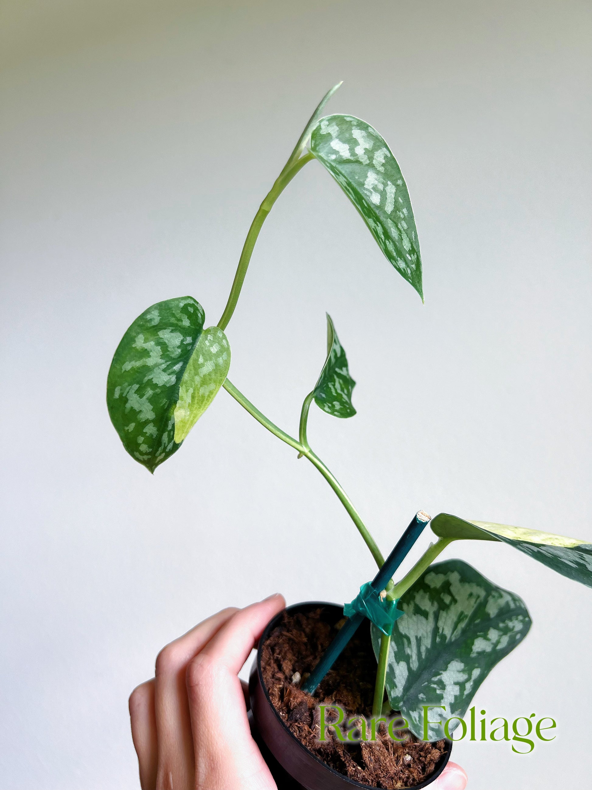 Scindapsus Marhalika 3” – Rare Foliage Plant Co Scindapsus Marhalika 3” – Rare Foliage Plant Co