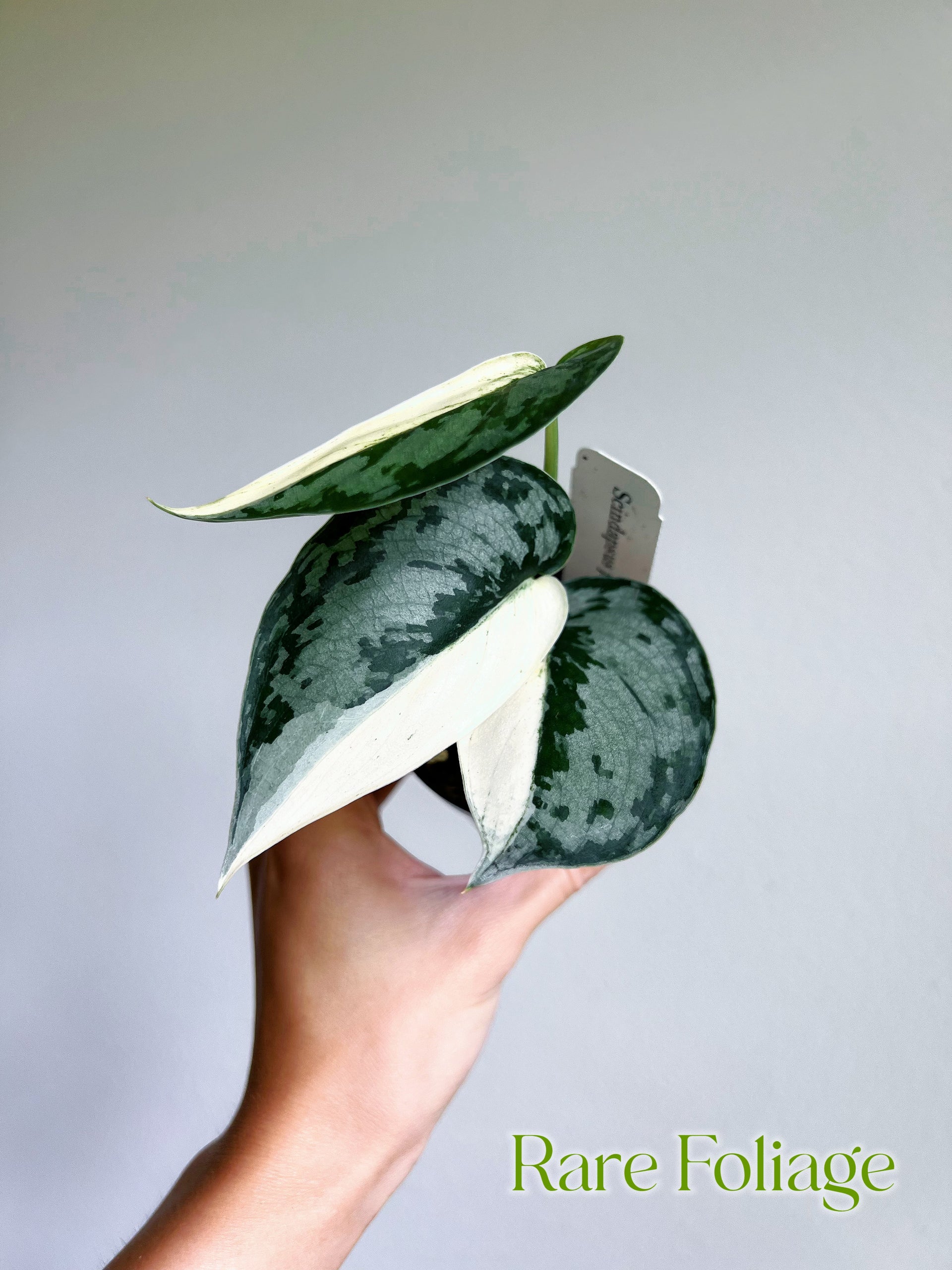 ScindapsusMariposa.heic?v= ScindapsusMariposa.heic?v=