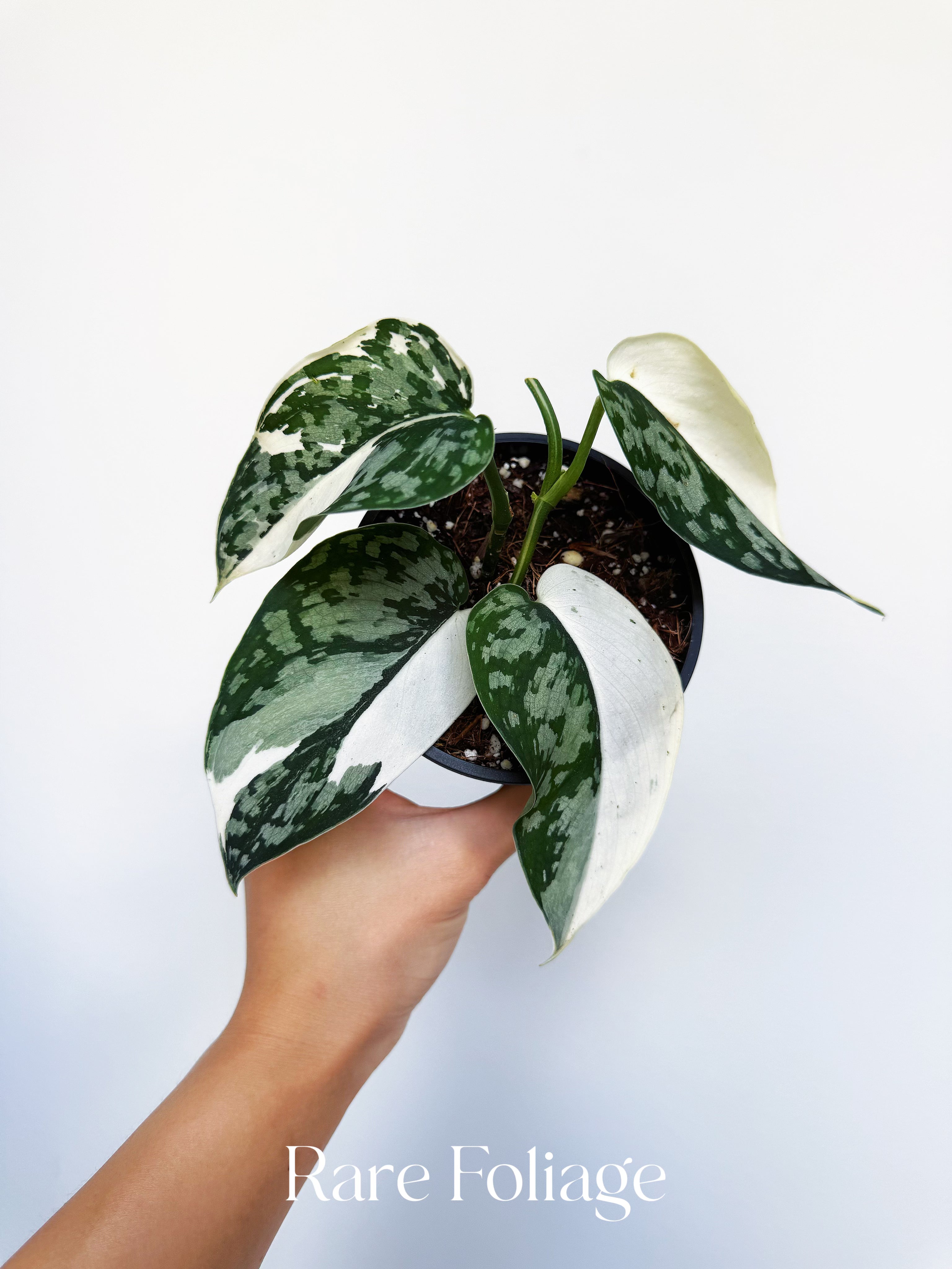 Rare Foliage Plant Co Scindapsus Mariposa - Thumbnail 4