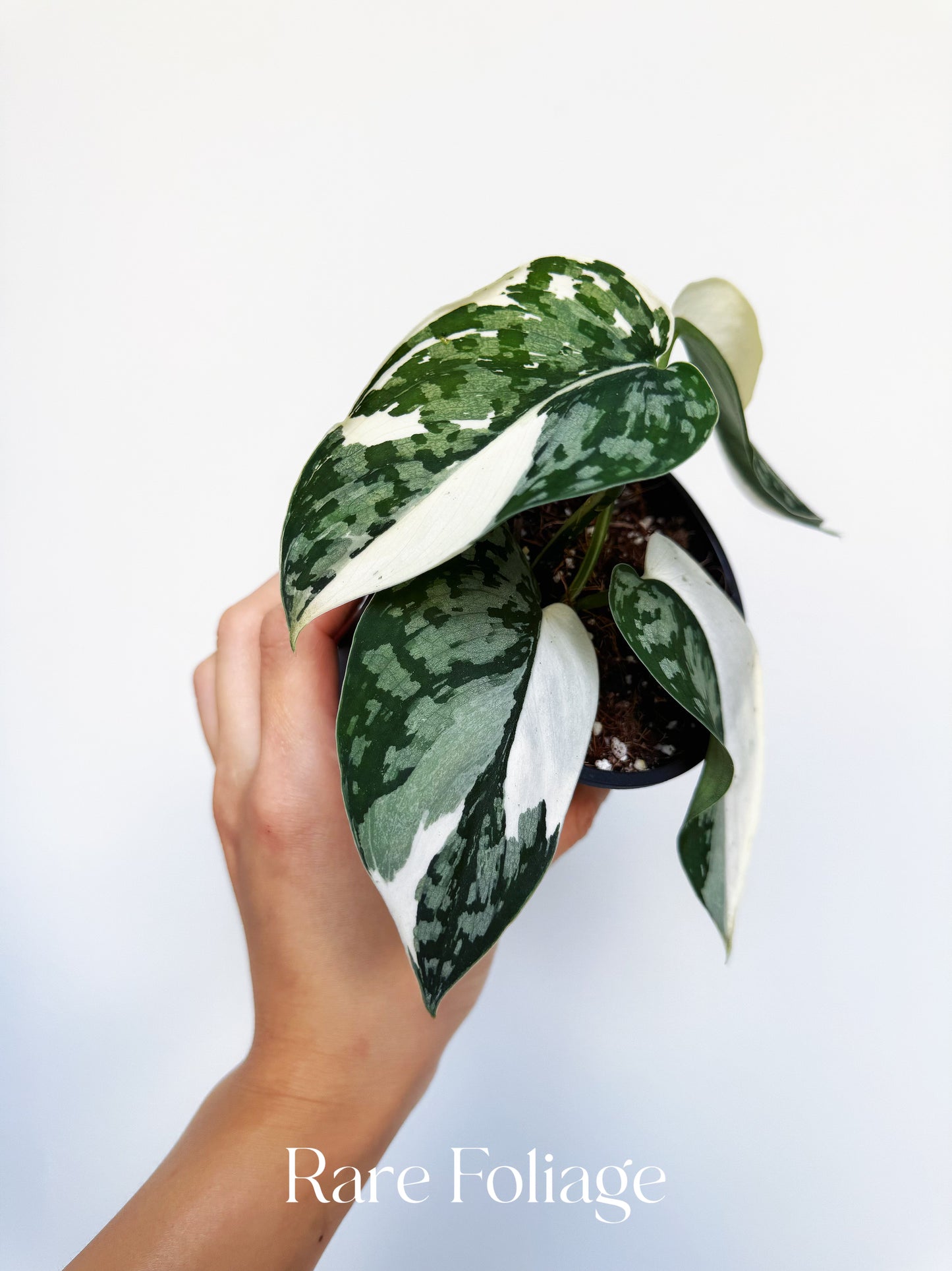 Scindapsus Mariposa 4”