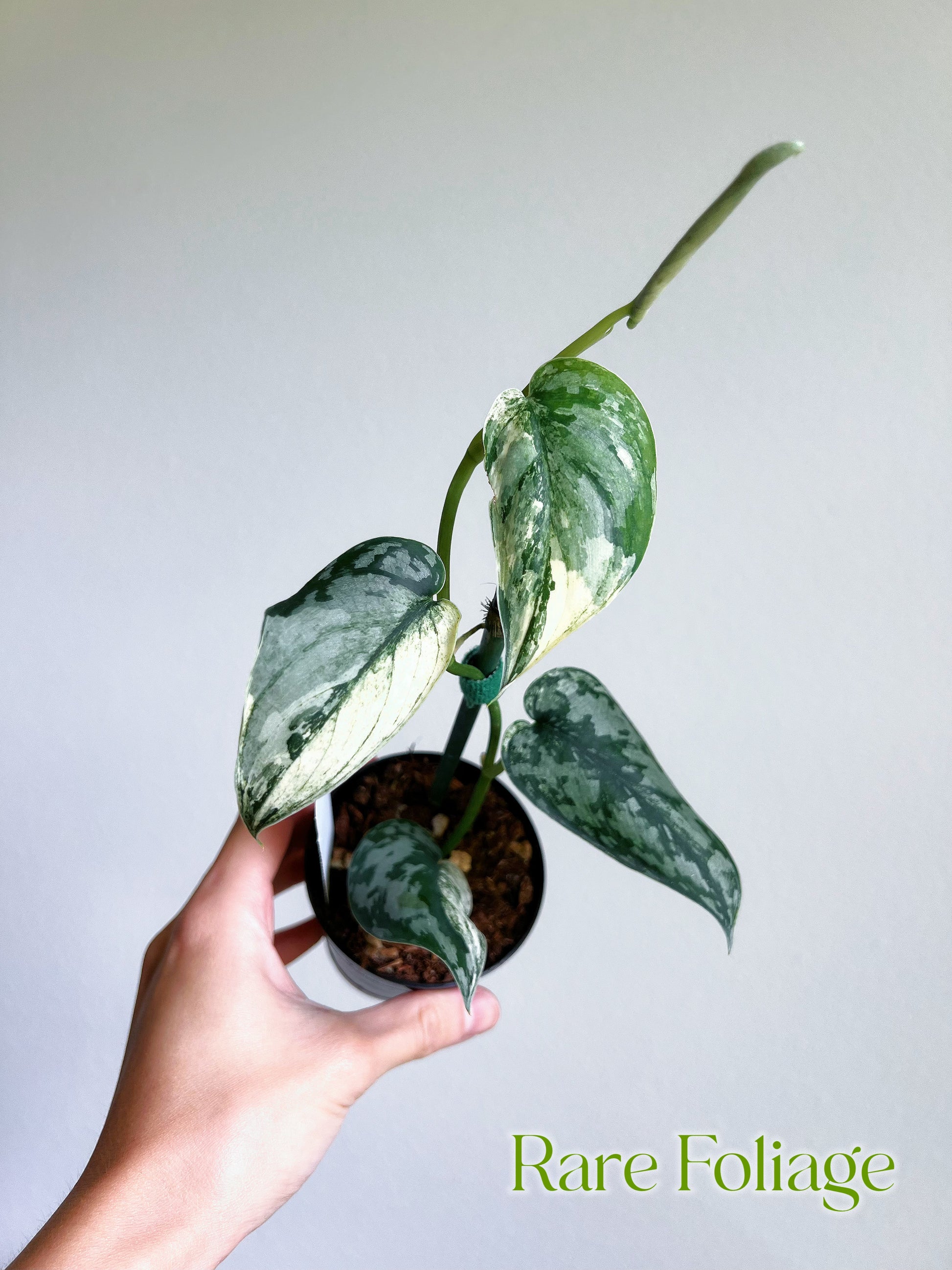 Scindapsus Mariposa 3” – Rare Foliage Plant Co Scindapsus Mariposa 3” – Rare Foliage Plant Co