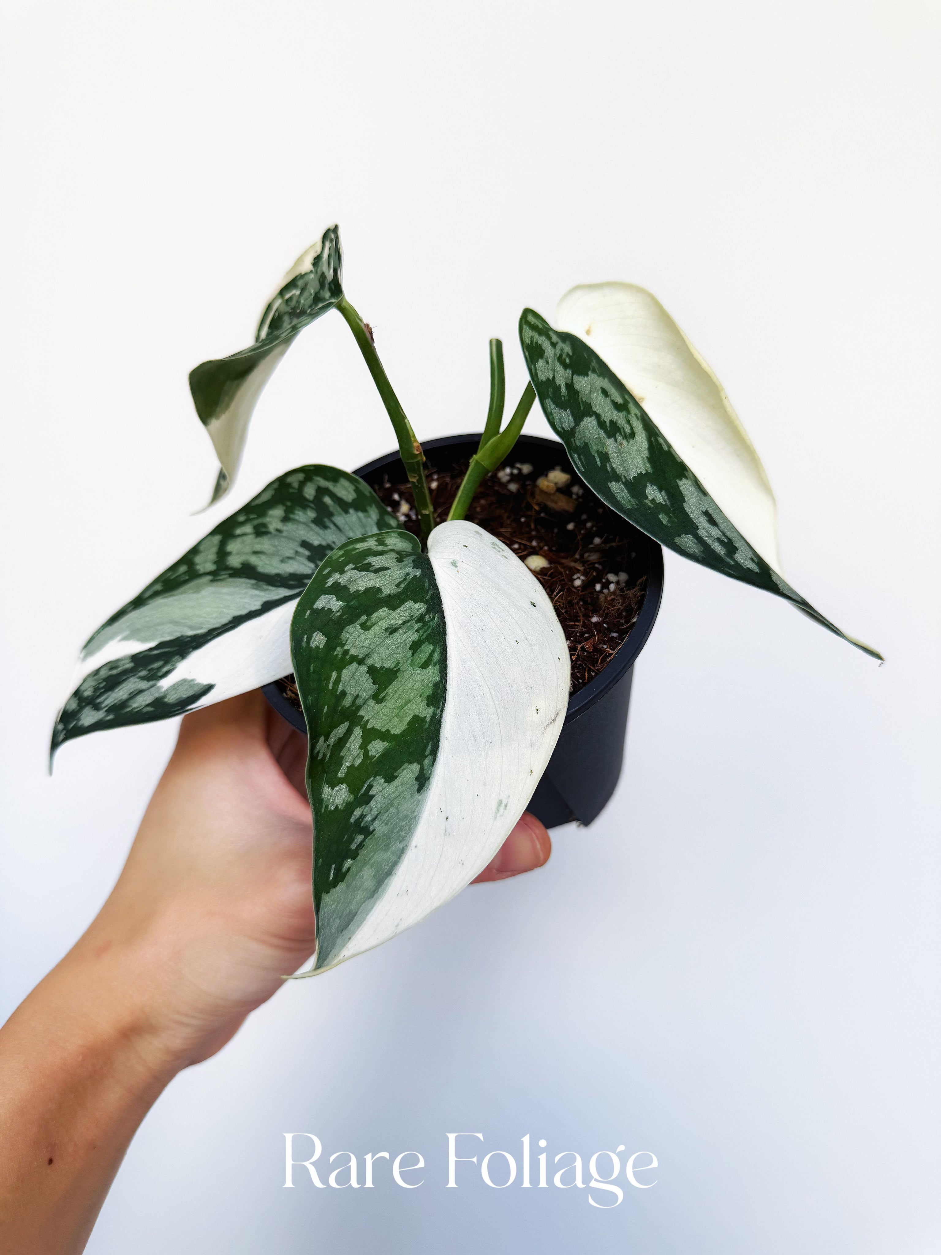 Rare Foliage Plant Co Scindapsus Mariposa - Thumbnail 5