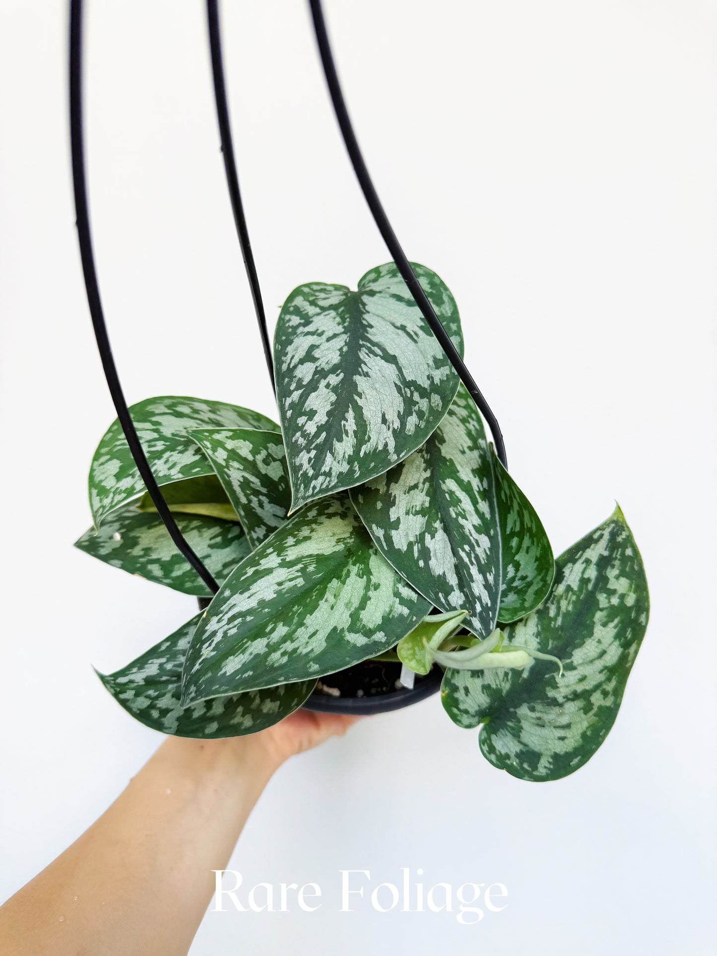 Scindapsus Mariposa Reverted 6" Hanging Basket