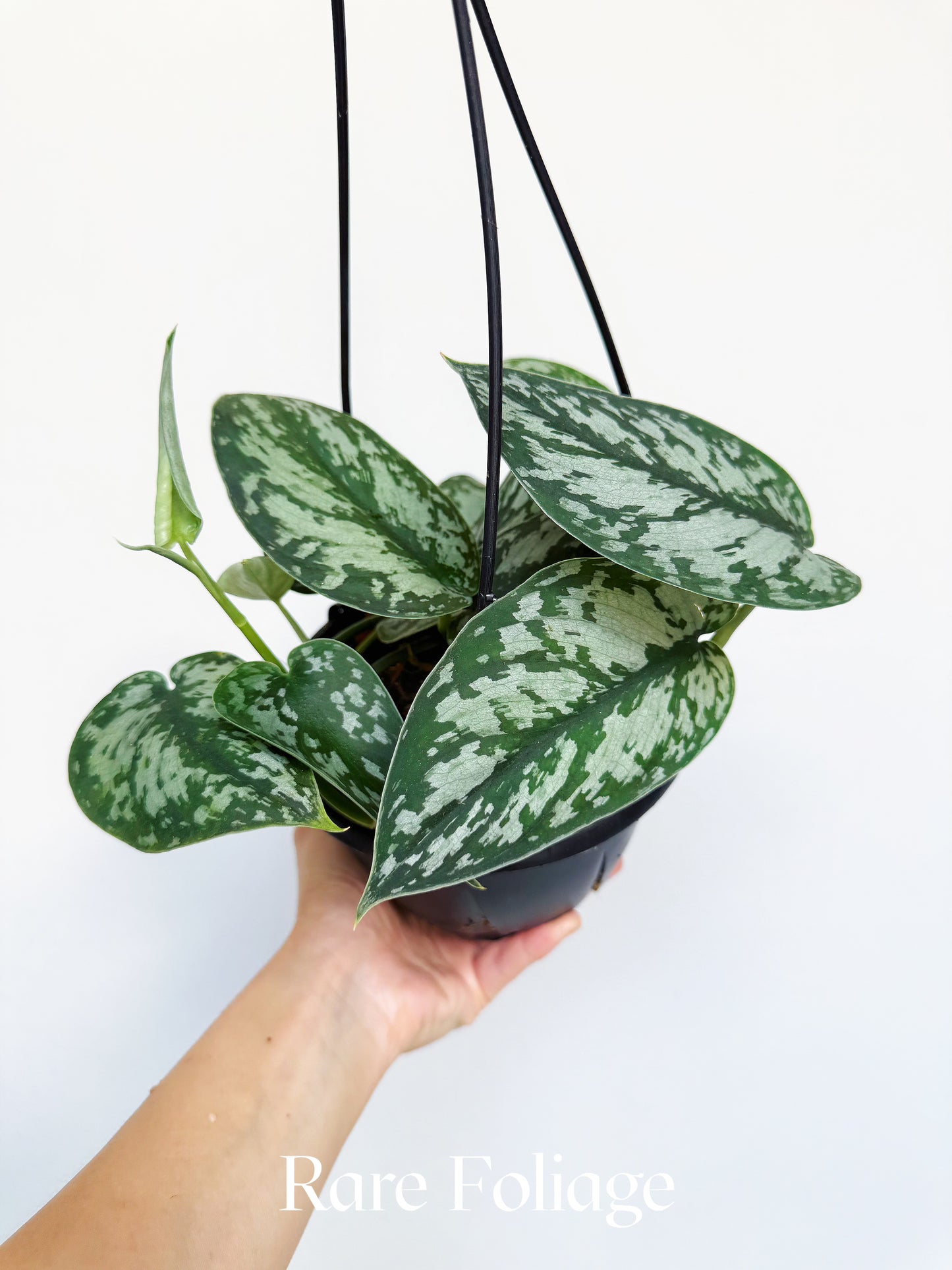 Scindapsus Mariposa Reverted 6" Hanging Basket