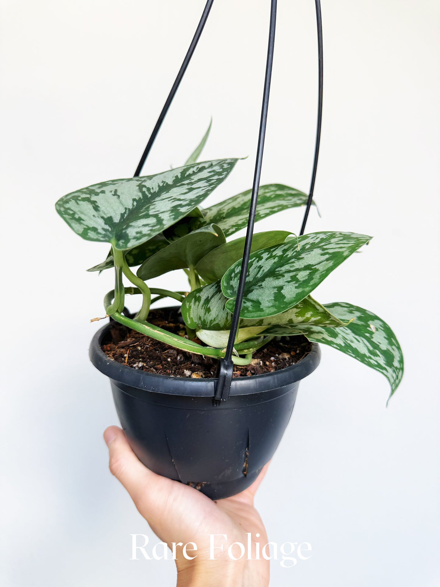 Scindapsus Mariposa Reverted 6" Hanging Basket