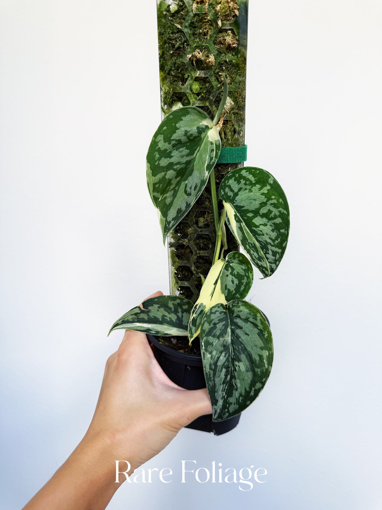 Scindapsus Mayari 4” Totem