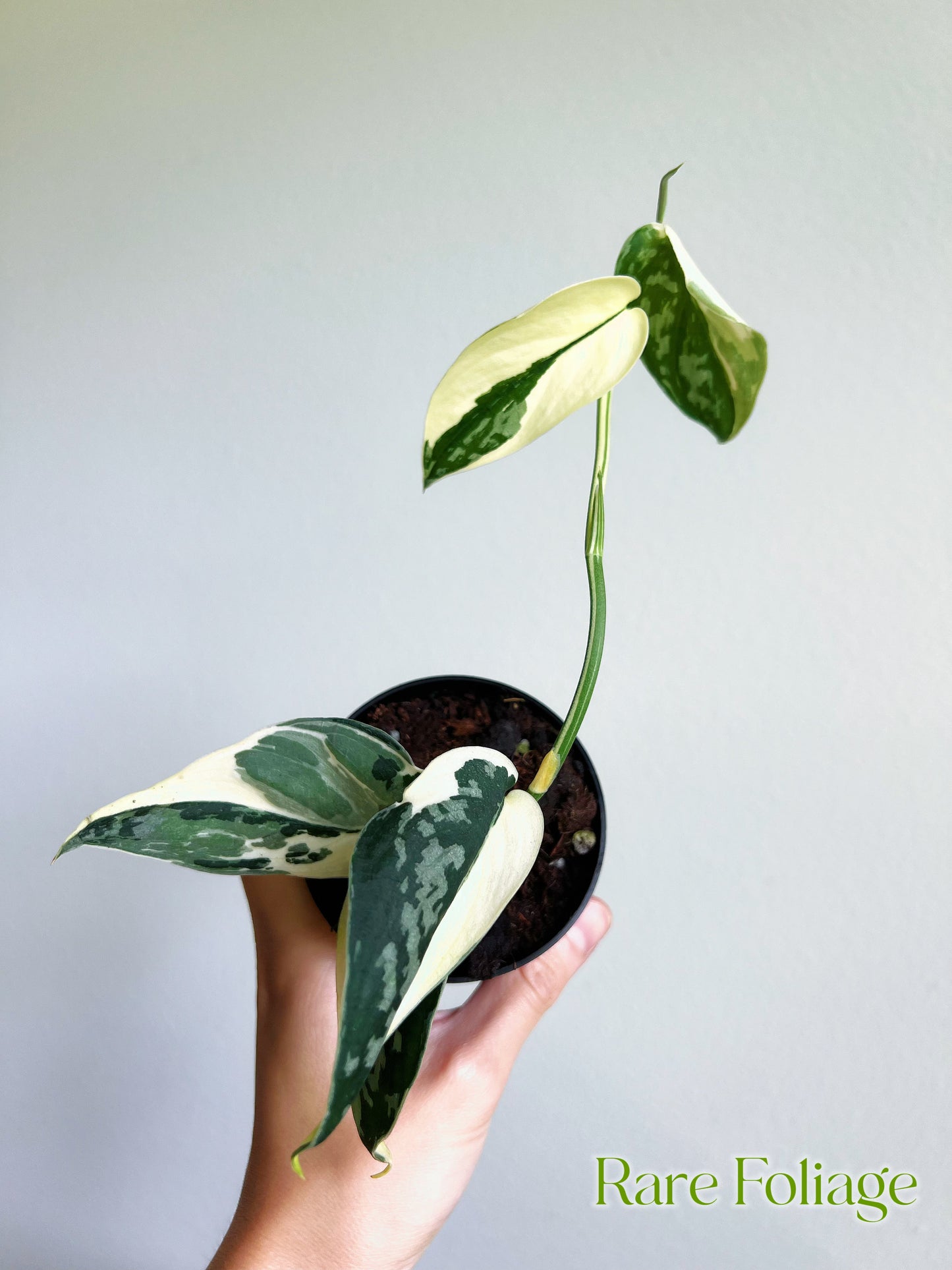 Scindapsus Mayari 3”