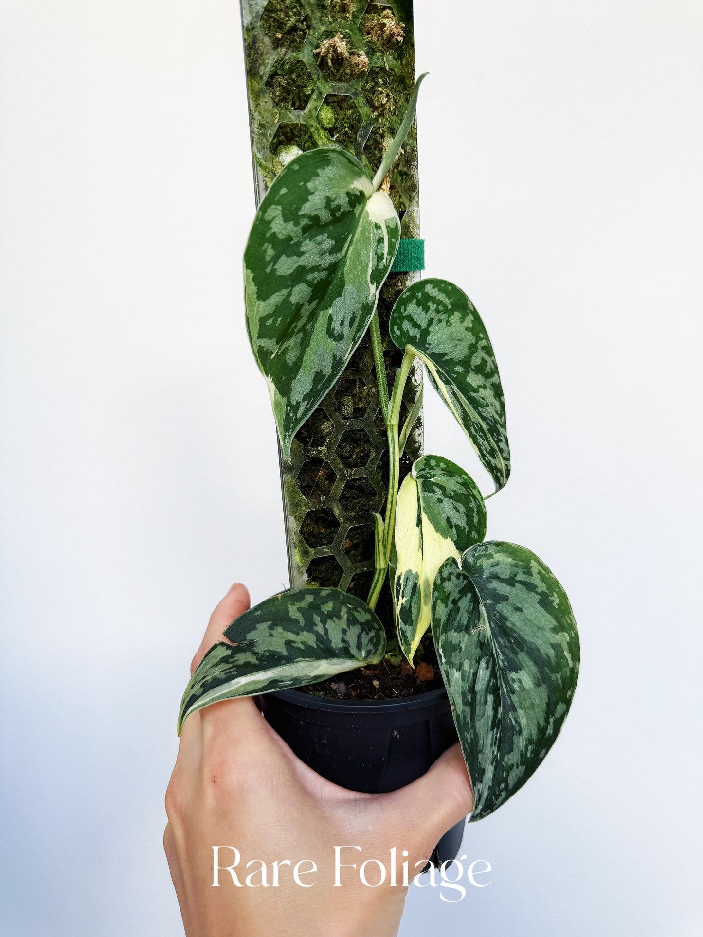 Scindapsus Mayari 4” Totem