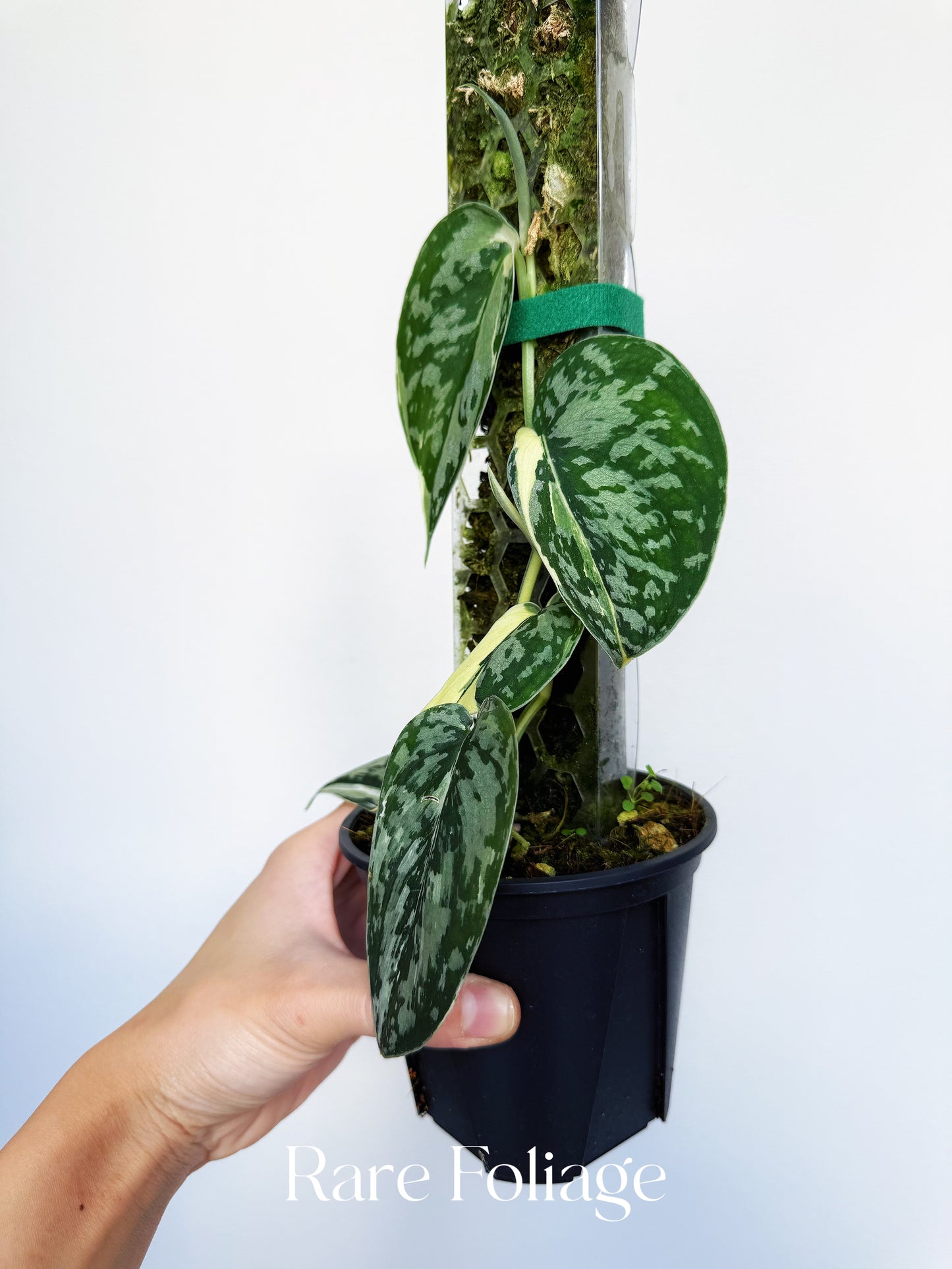 Scindapsus Mayari 4” Totem