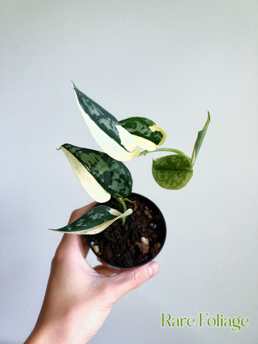 Scindapsus Mayari 3”