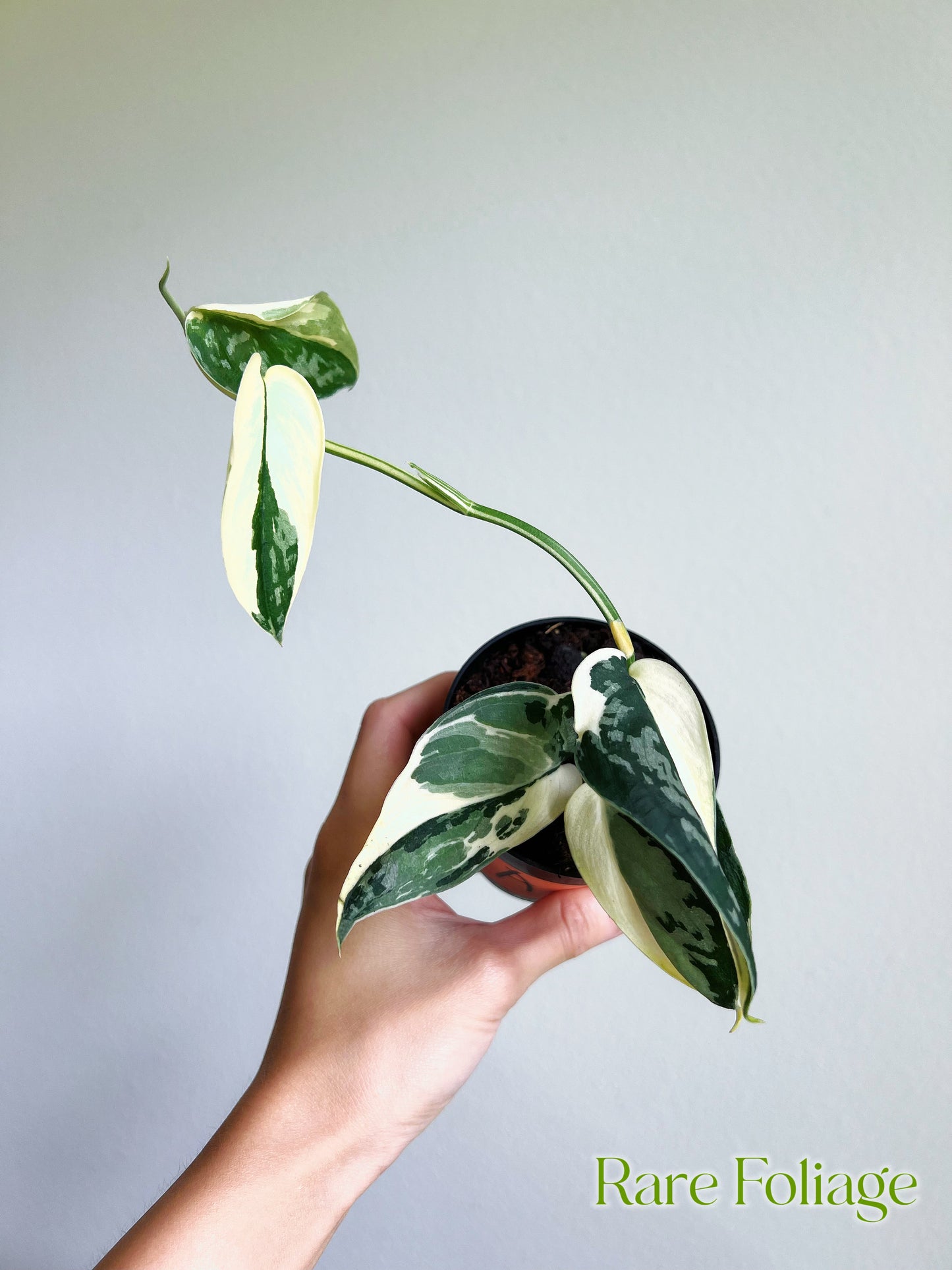 Scindapsus Mayari 3”