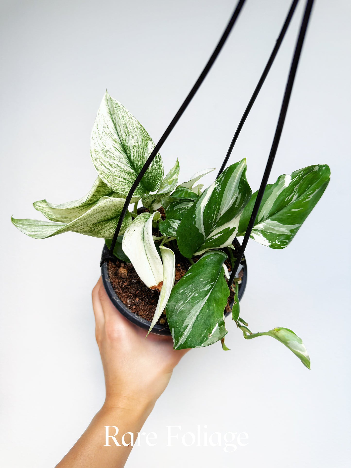 Scindapsus Moonlight Albo Variegated 6" Hanging Basket
