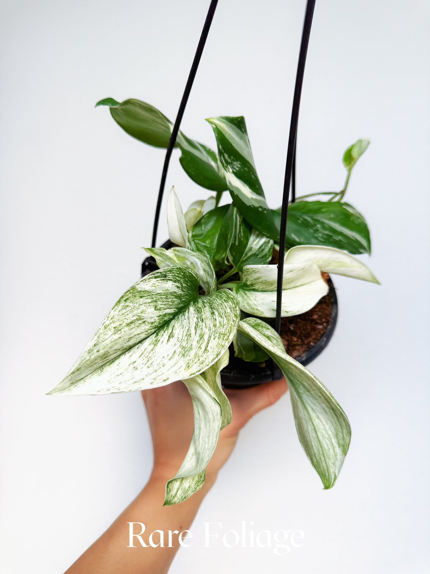 Scindapsus Moonlight Albo Variegated 6" Hanging Basket