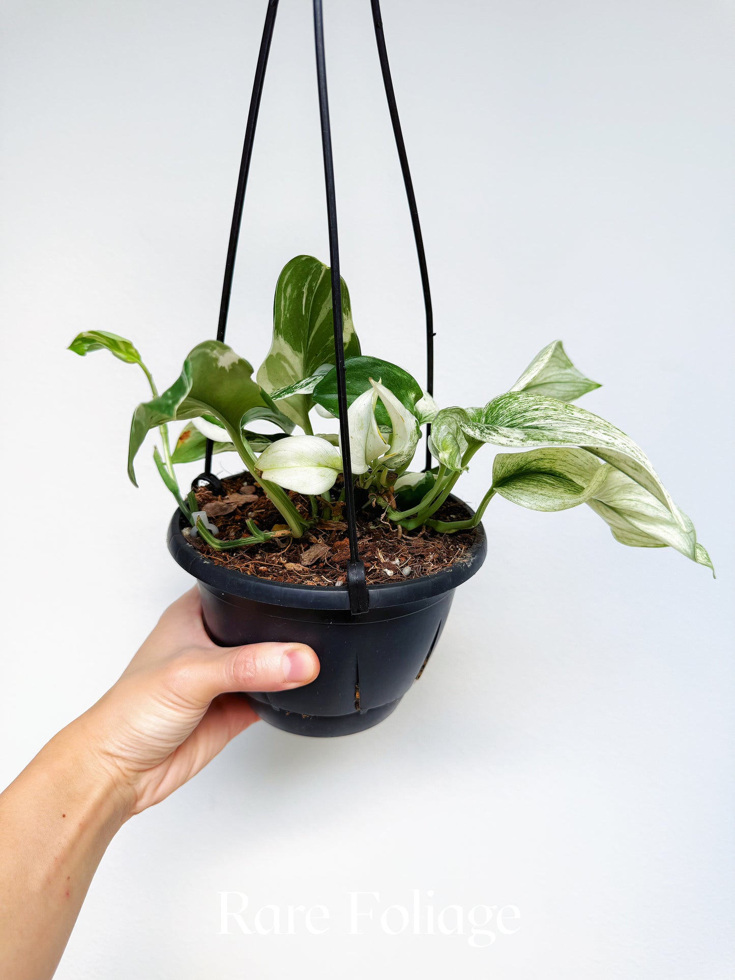 Scindapsus Moonlight Albo Variegated 6" Hanging Basket