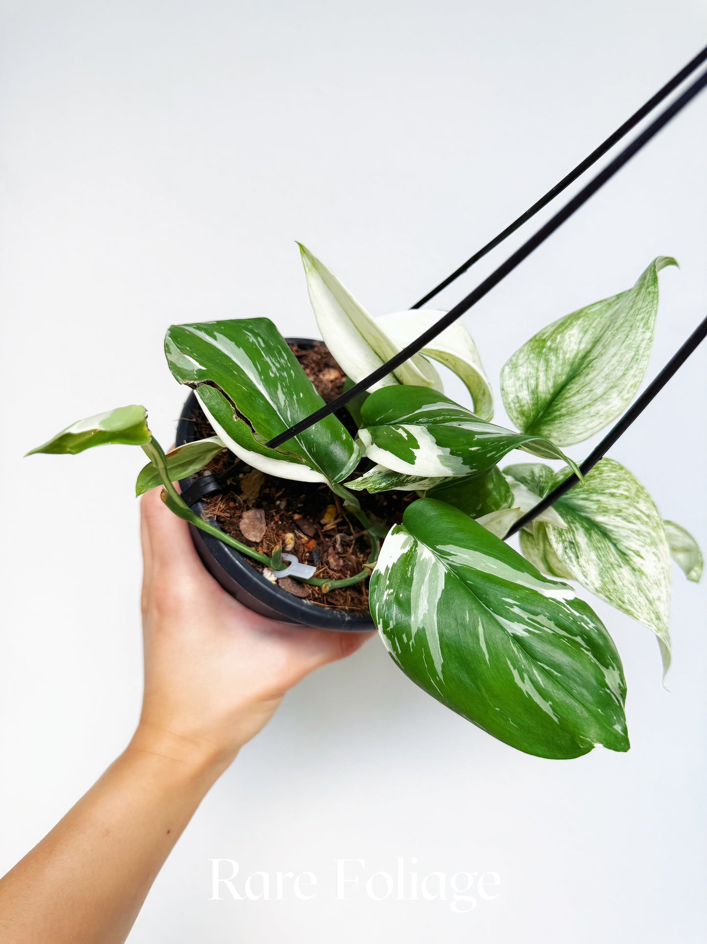Scindapsus Moonlight Albo Variegated 6" Hanging Basket