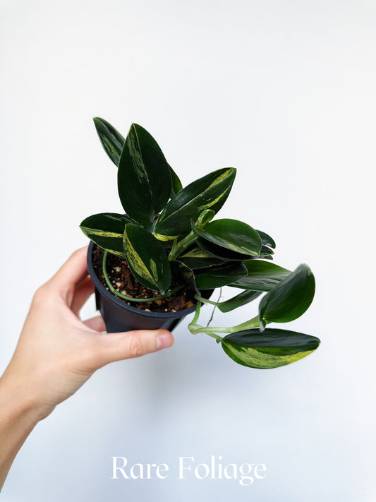 Scindapsus Treubii Dark Form Variegated 4”