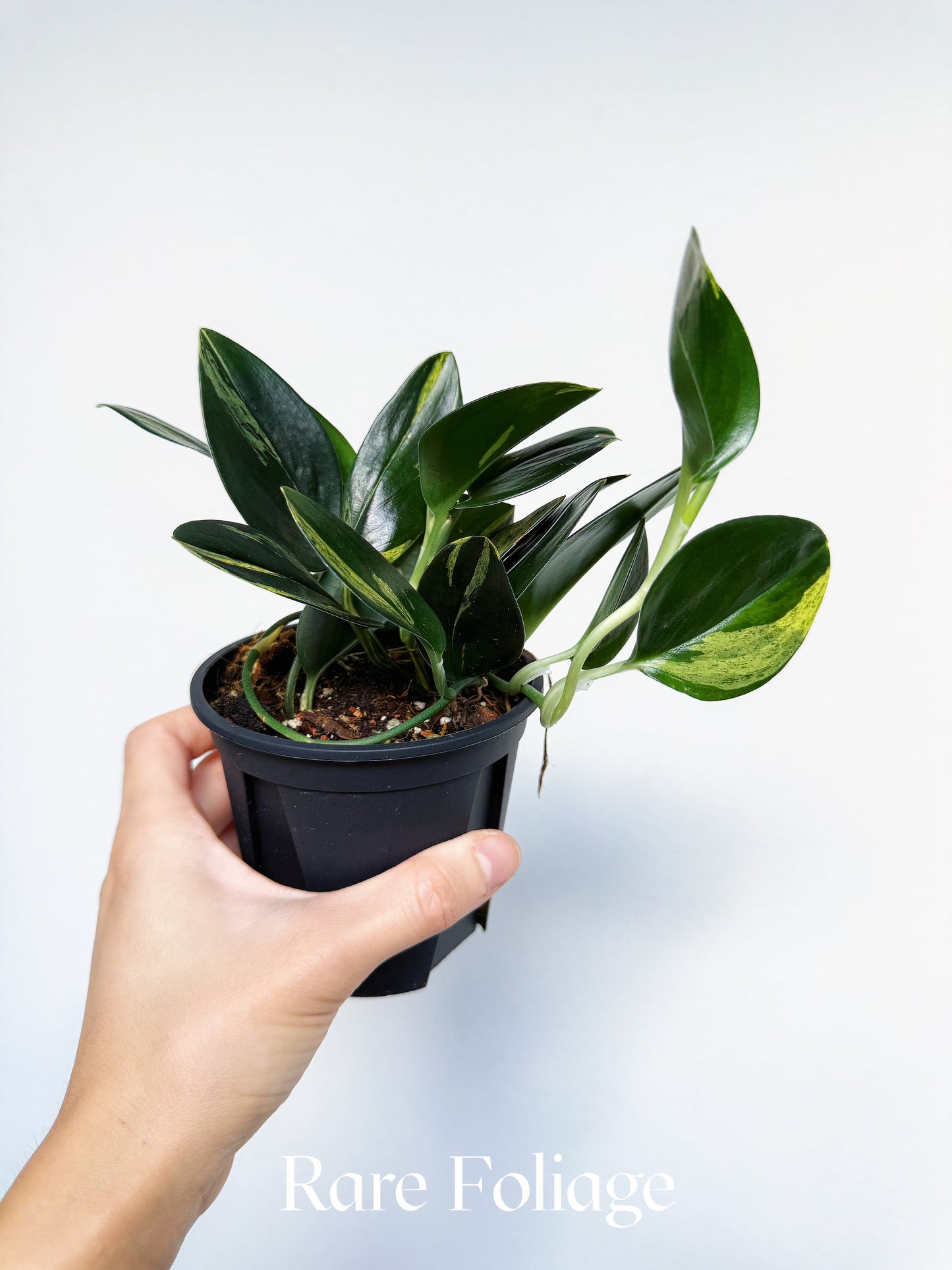 Scindapsus Treubii Dark Form Variegated 4”