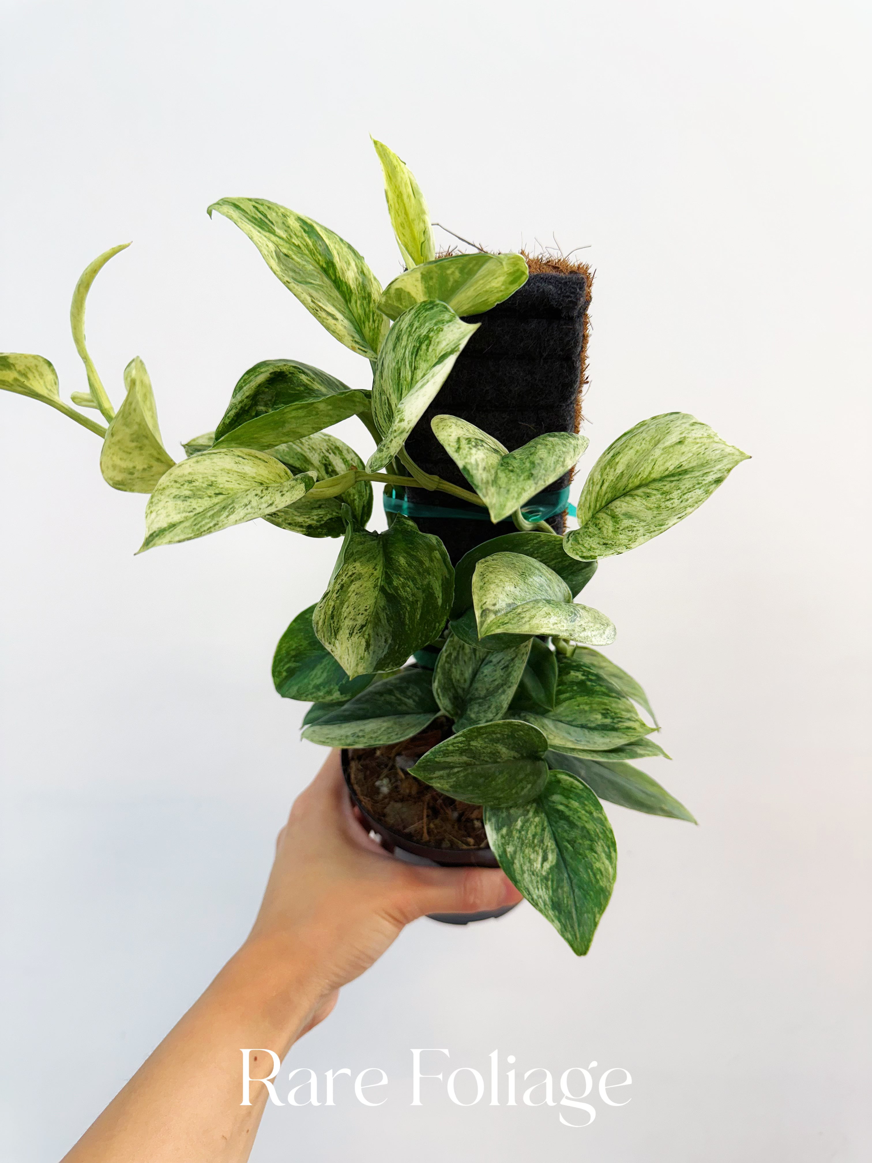 Scindapsus Treubii Moonlight Marble - Thumbnail 4