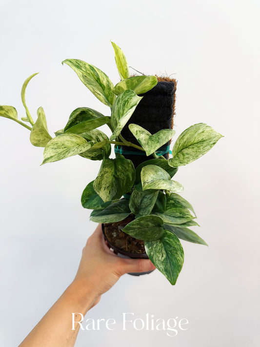 Scindapsus Treubii Moonlight 'Marble' 4”