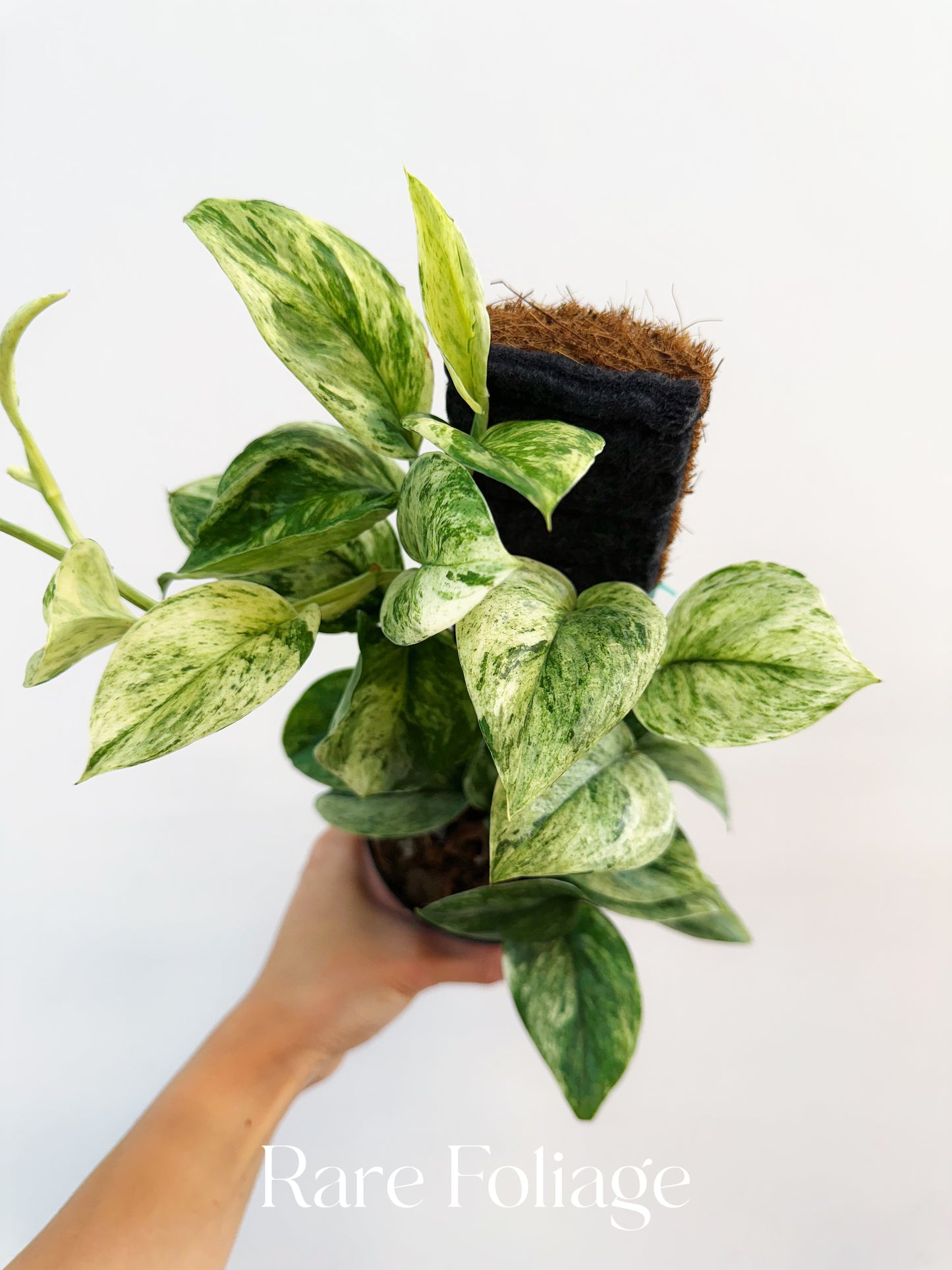 Scindapsus Treubii Moonlight 'Marble' 4”