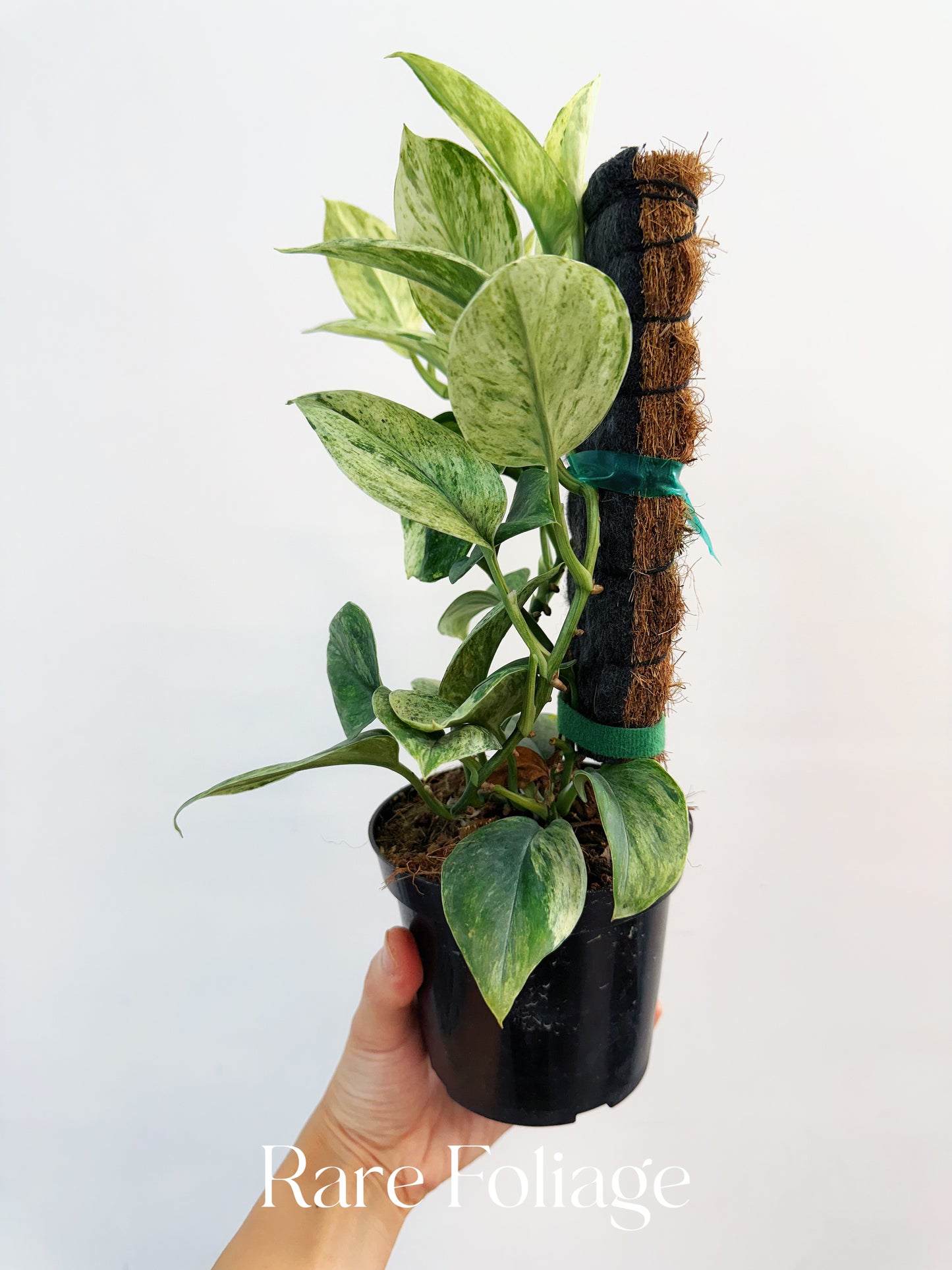 Scindapsus Treubii Moonlight 'Marble' 4”