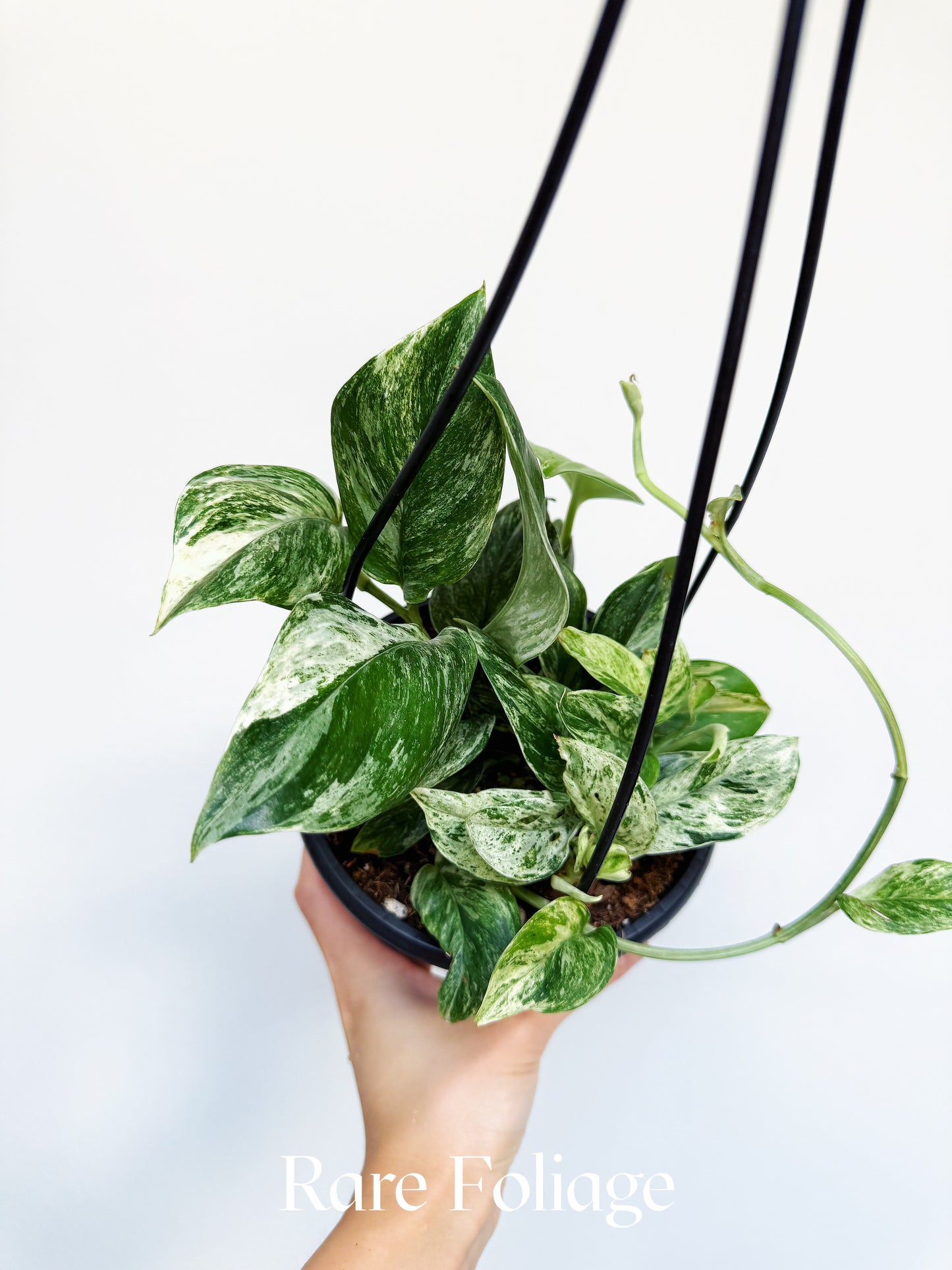 Scindapsus Moonlight Treubii Marble Variegated 6" Hanging Basket