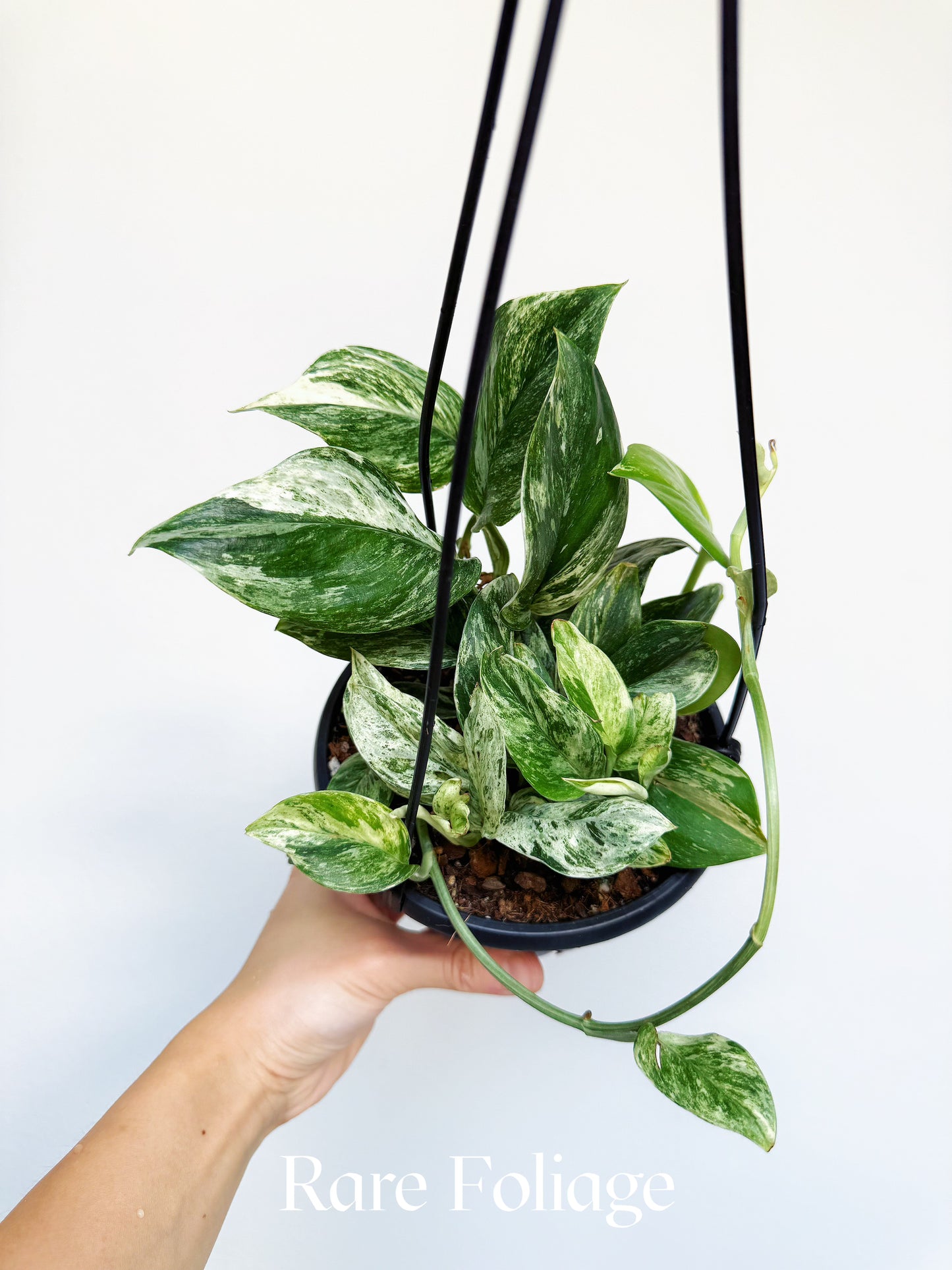 Scindapsus Moonlight Treubii Marble Variegated 6" Hanging Basket