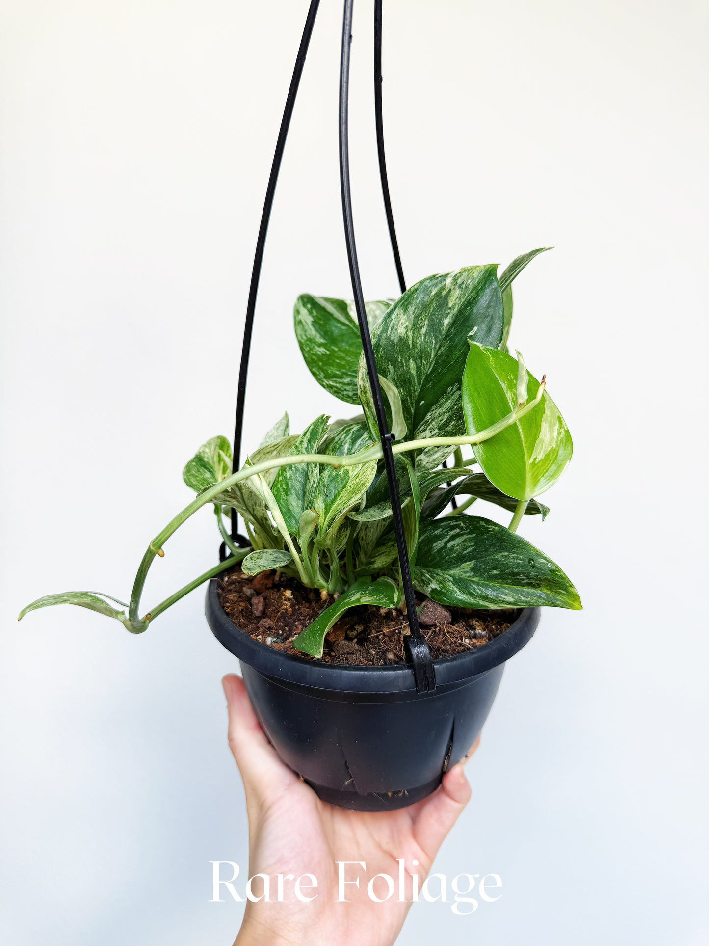 Scindapsus Moonlight Treubii Marble Variegated 6" Hanging Basket