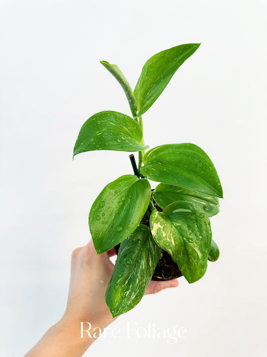 Scindapsus Moonlight Treubii Splash Variegated 4”