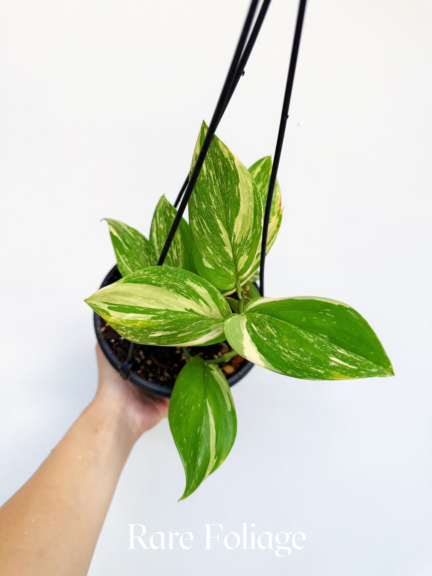 Scindapsus Moonlight Treubii Splash Variegated 6" Hanging Basket
