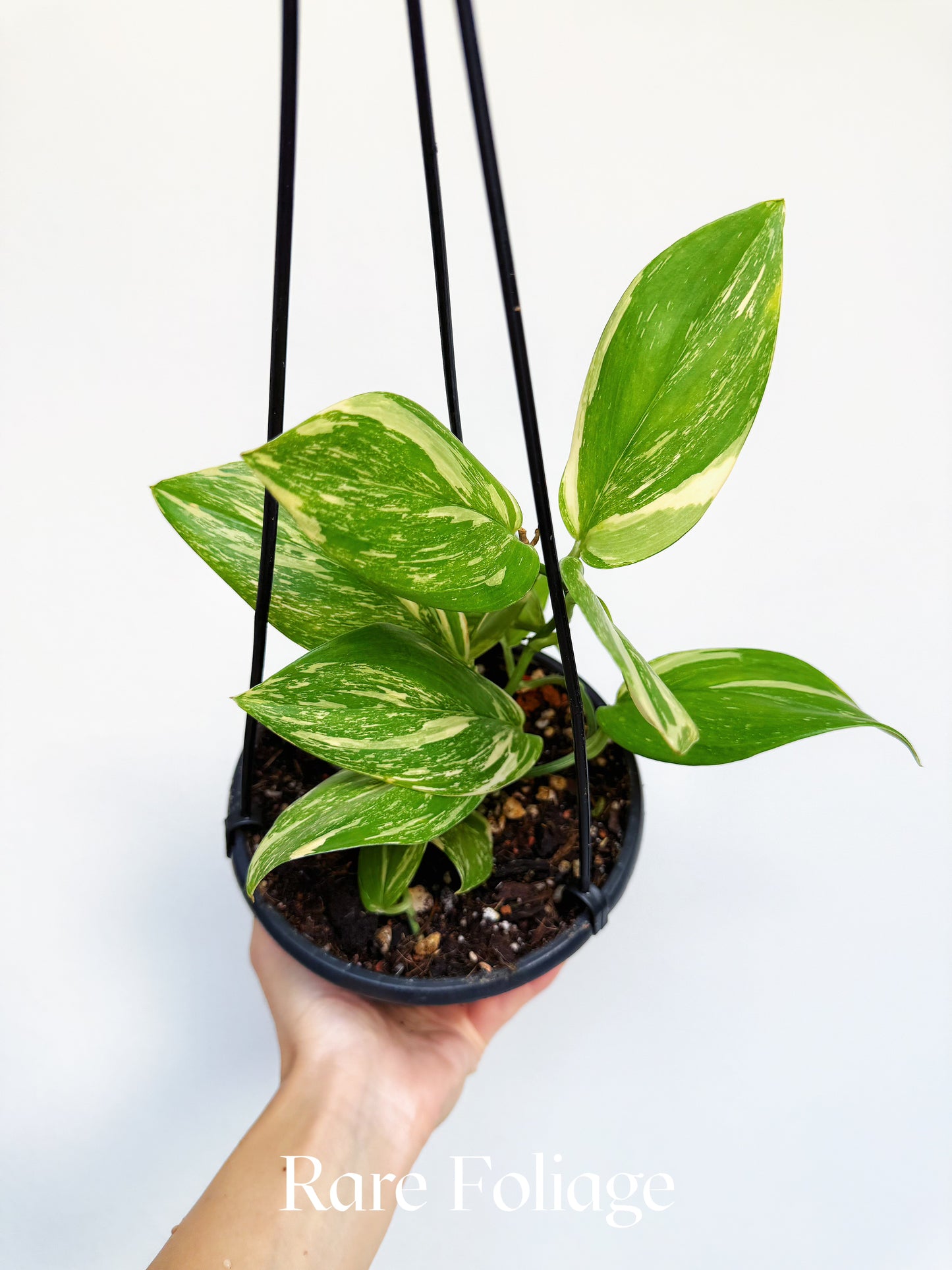 Scindapsus Moonlight Treubii Splash Variegated 6" Hanging Basket