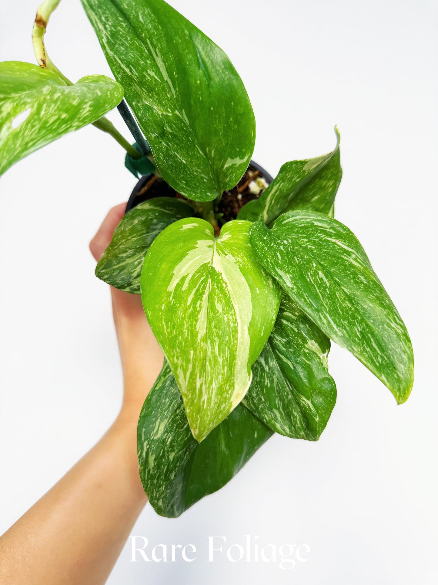 Scindapsus Moonlight Treubii Splash Variegated 4"