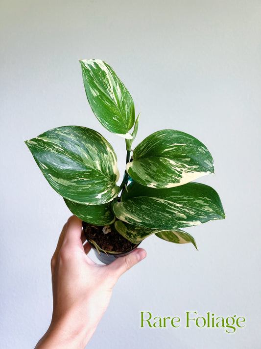 Scindapsus Moonlight Treubii Variegated 3"