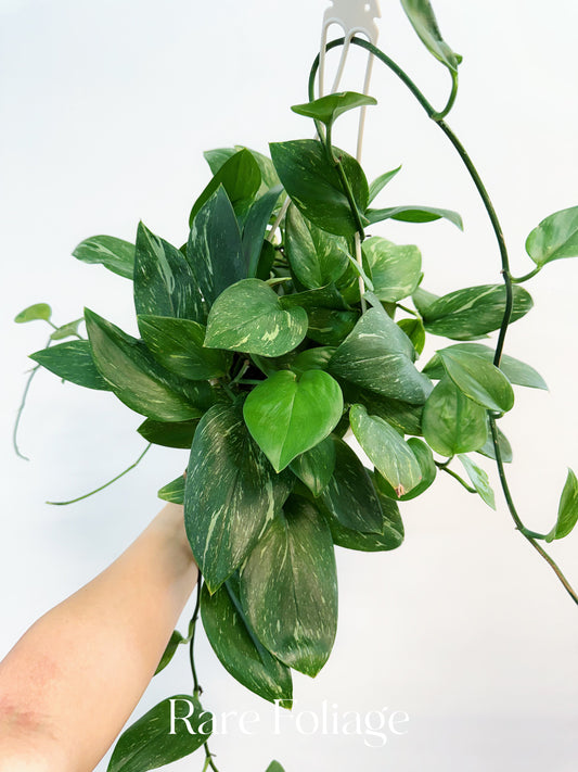 Scindapsus Moonlight Treubii Variegated 6” Hanging Basket