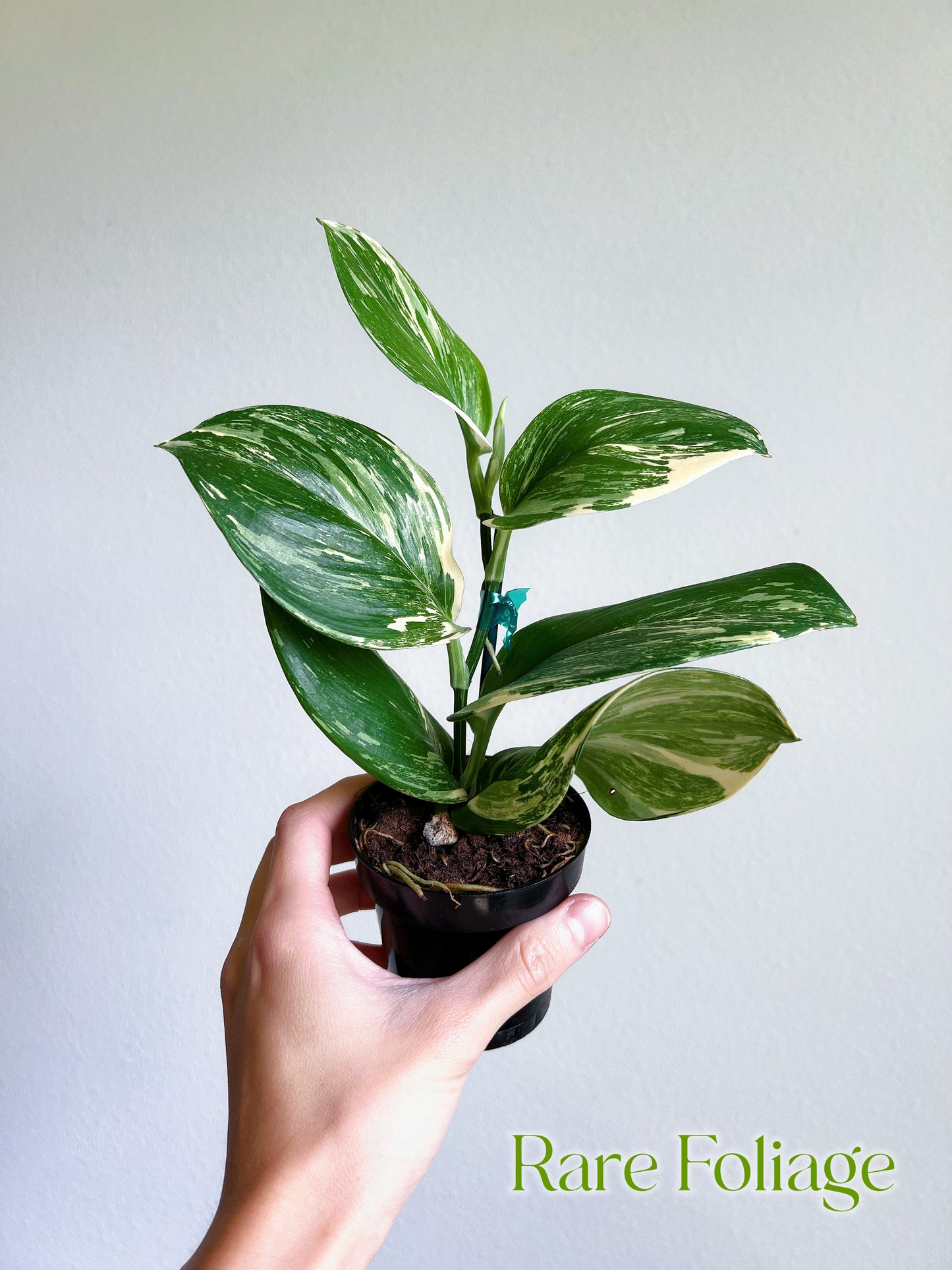 Scindapsus Moonlight Treubii Variegated 3"