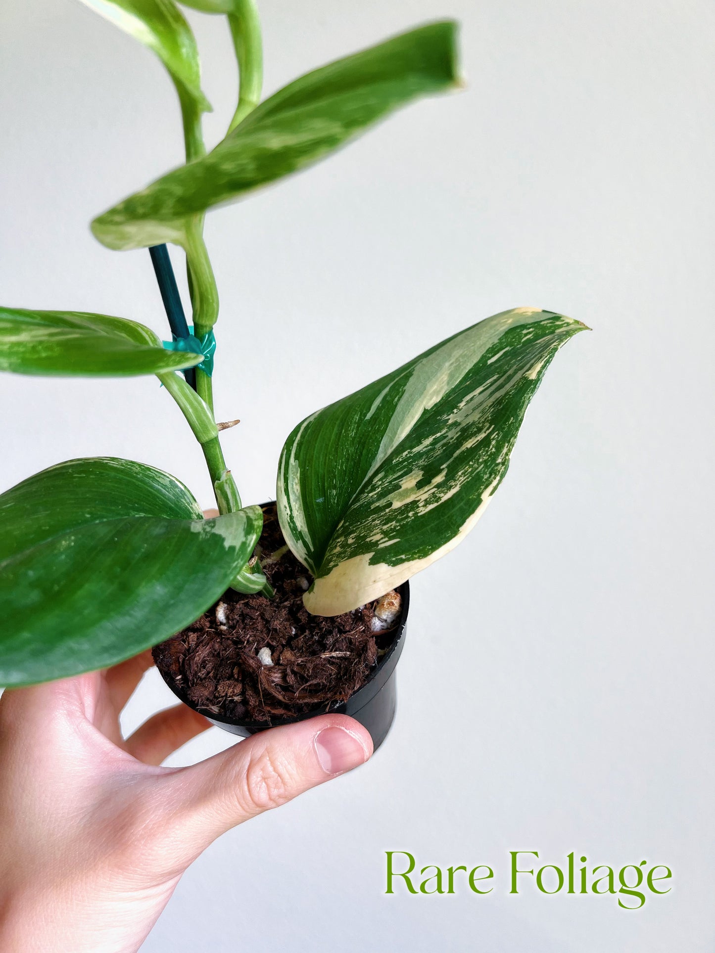 Scindapsus Moonlight Treubii Variegated 3"