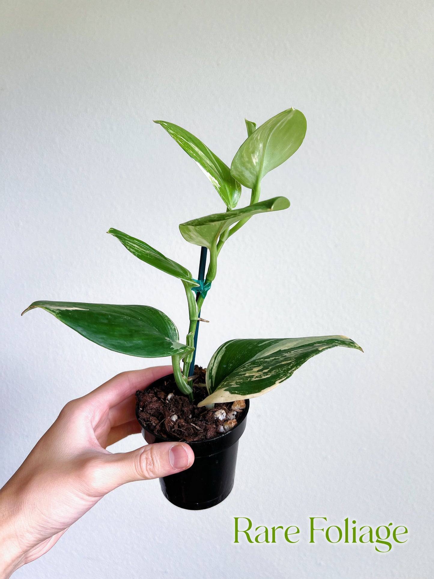 Scindapsus Moonlight Treubii Variegated 3"