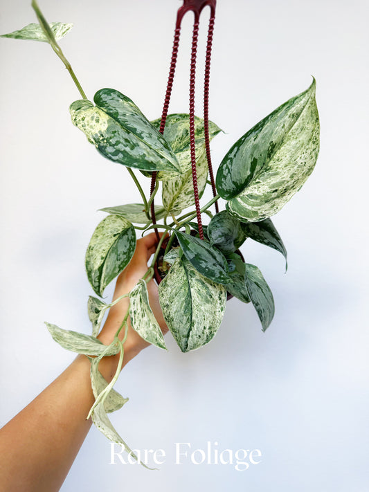 Scindapsus Peasun 4" Hanging Basket
