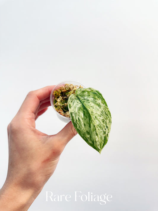 Scindapsus Peasun 2”