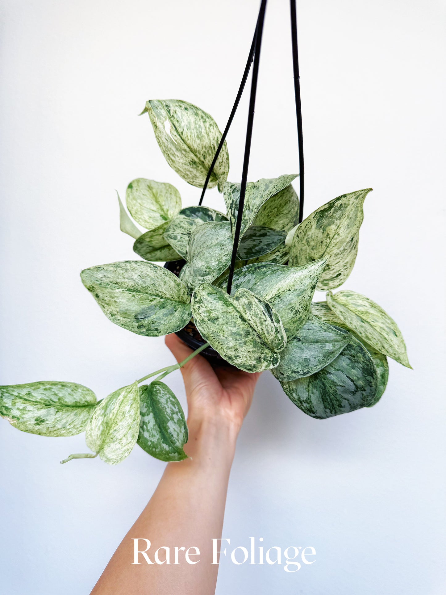 Scindapsus Peasun 6" Hanging Basket