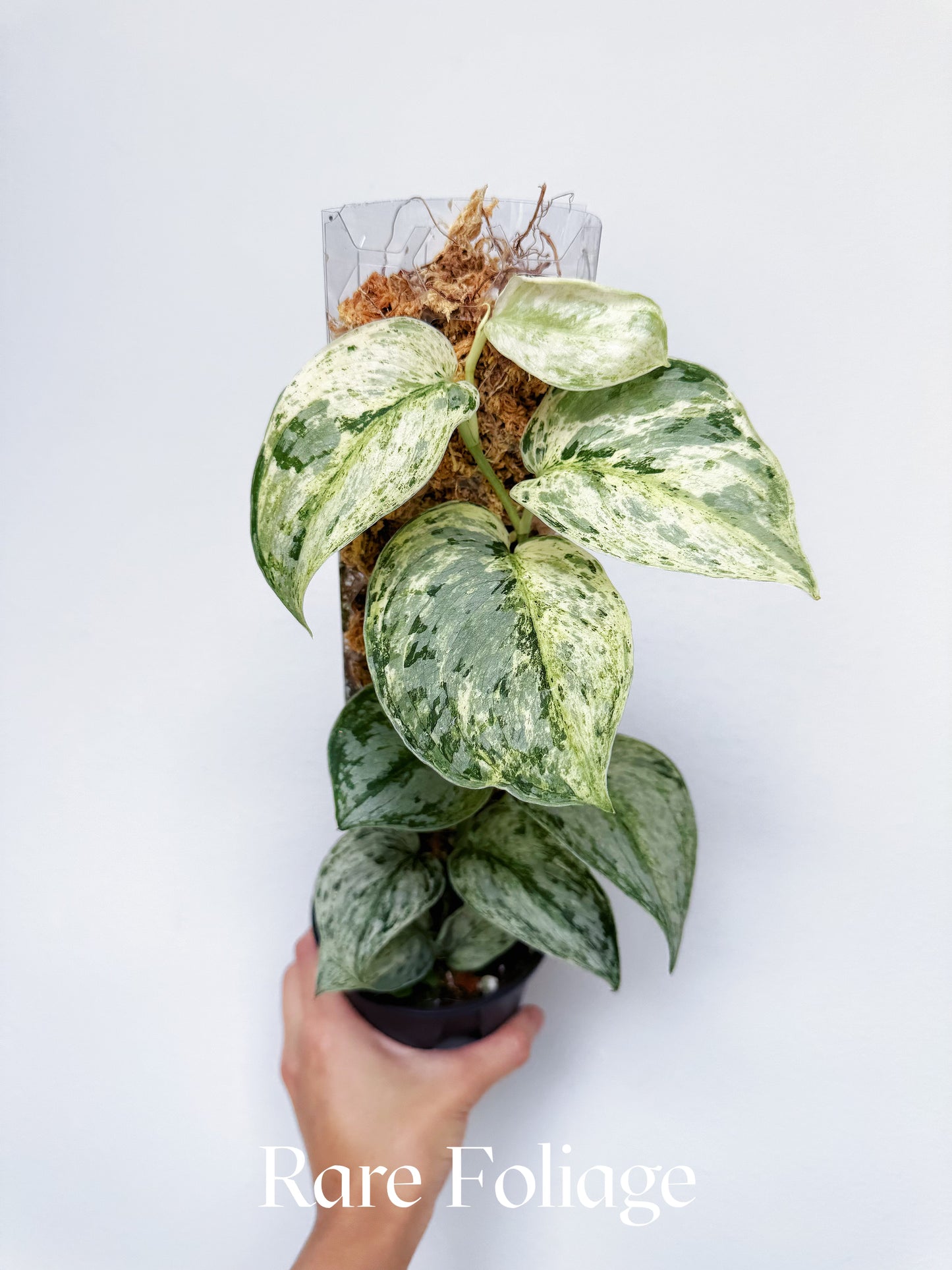 Scindapsus Peasun 4” with Pole