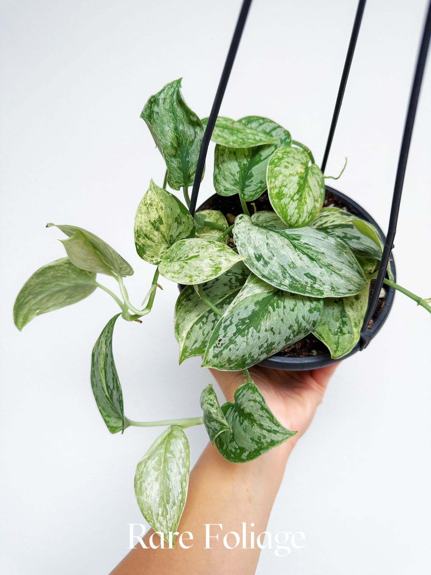 Scindapsus Peasun 6" Hanging Basket