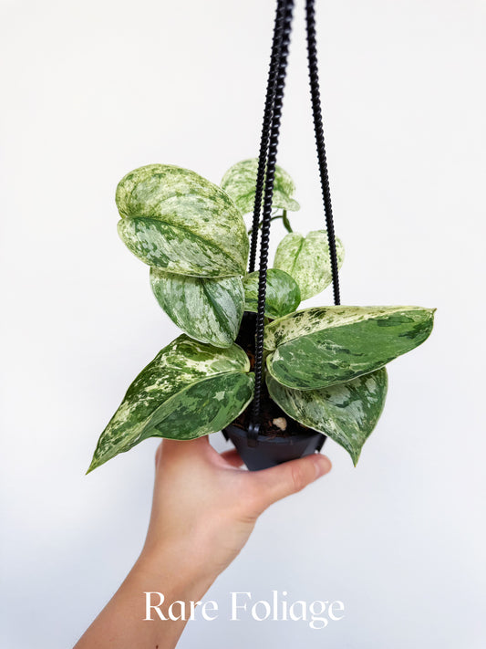 Scindapsus Peasun 4" Hanging Basket