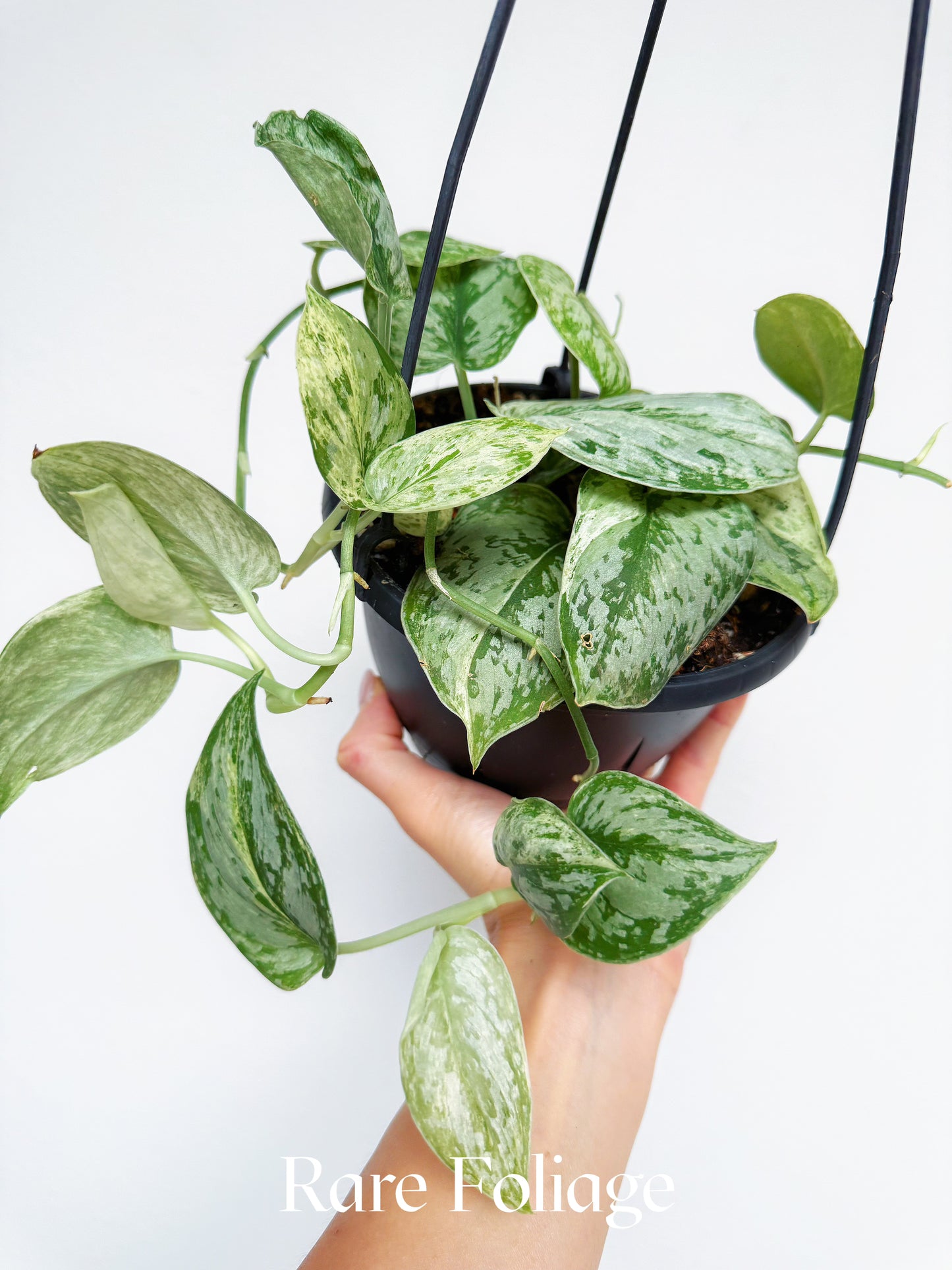 Scindapsus Peasun 6" Hanging Basket